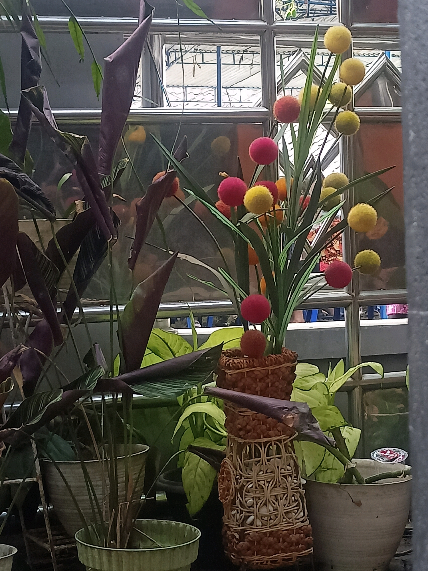 The image shows a close-up view of a potted plant display, likely on a balcony or patio, with a window or glass enclosure in the background. The foreground is dominated by several potted plants with lush, green foliage and some darker, purplish leaves. Among these plants, a decorative arrangement features thin green stems with fluffy, spherical pom-poms in shades of red, yellow, and orange. This arrangement is housed in a cylindrical basket made of woven material. The background shows a reflection in the glass, revealing a metal structure that appears to be part of a building's roof or a greenhouse. The overall scene suggests an outdoor or semi-outdoor decorative setting.