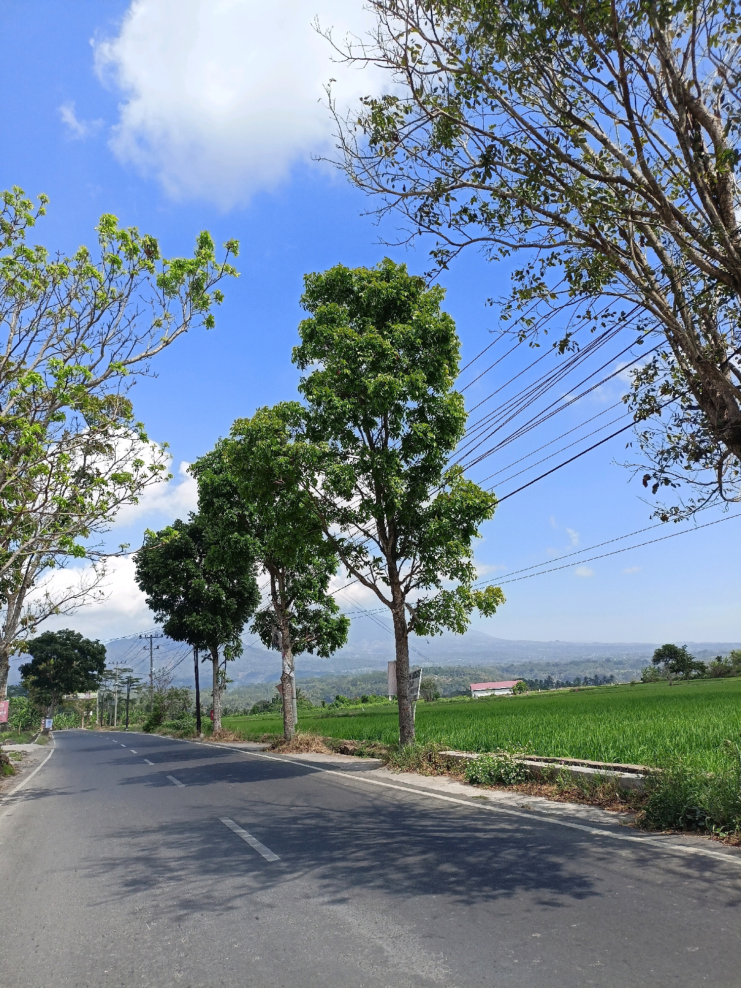 The image captures a scenic view of a rural road in Kalijoso, Indonesia. A paved road with white markings stretches into the distance, bordered by lush green rice paddies on the right and trees on the left. In the background, a mountain range is visible under a bright blue sky with scattered white clouds. The scene is illuminated by natural sunlight, casting shadows on the road from the trees. There are no people or animals visible in the image. A red-roofed building is situated amidst the rice fields. Power lines are strung across the sky, supported by utility poles. The overall impression is one of tranquility and natural beauty.