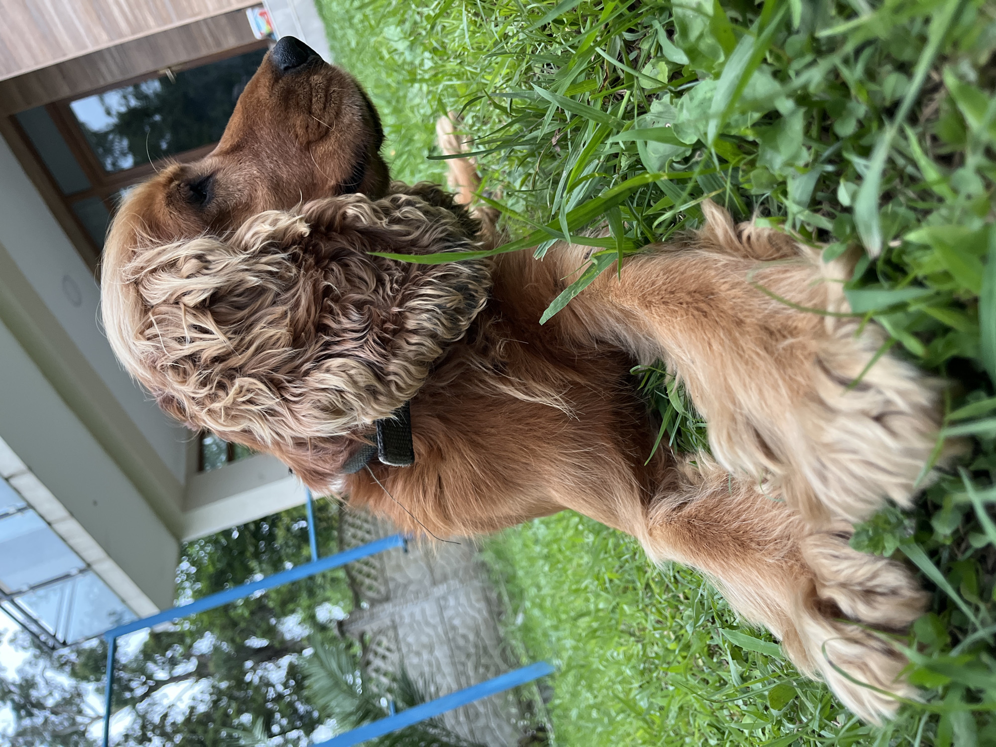 A medium shot, low-angle photo shows a brown Cocker Spaniel lying in lush green grass. The dog is facing right, with its head slightly tilted up. Its fur is wavy and light brown, with lighter highlights around its ears and forehead. The dog is wearing a dark collar. In the background, a modern house with a balcony and large windows is visible. A blue structure, possibly part of a playground, stands to the left. The scene appears to be set in a yard, likely in the city of Ureki, Georgia, known for its beaches and resort areas. The overall impression is one of a peaceful outdoor setting.