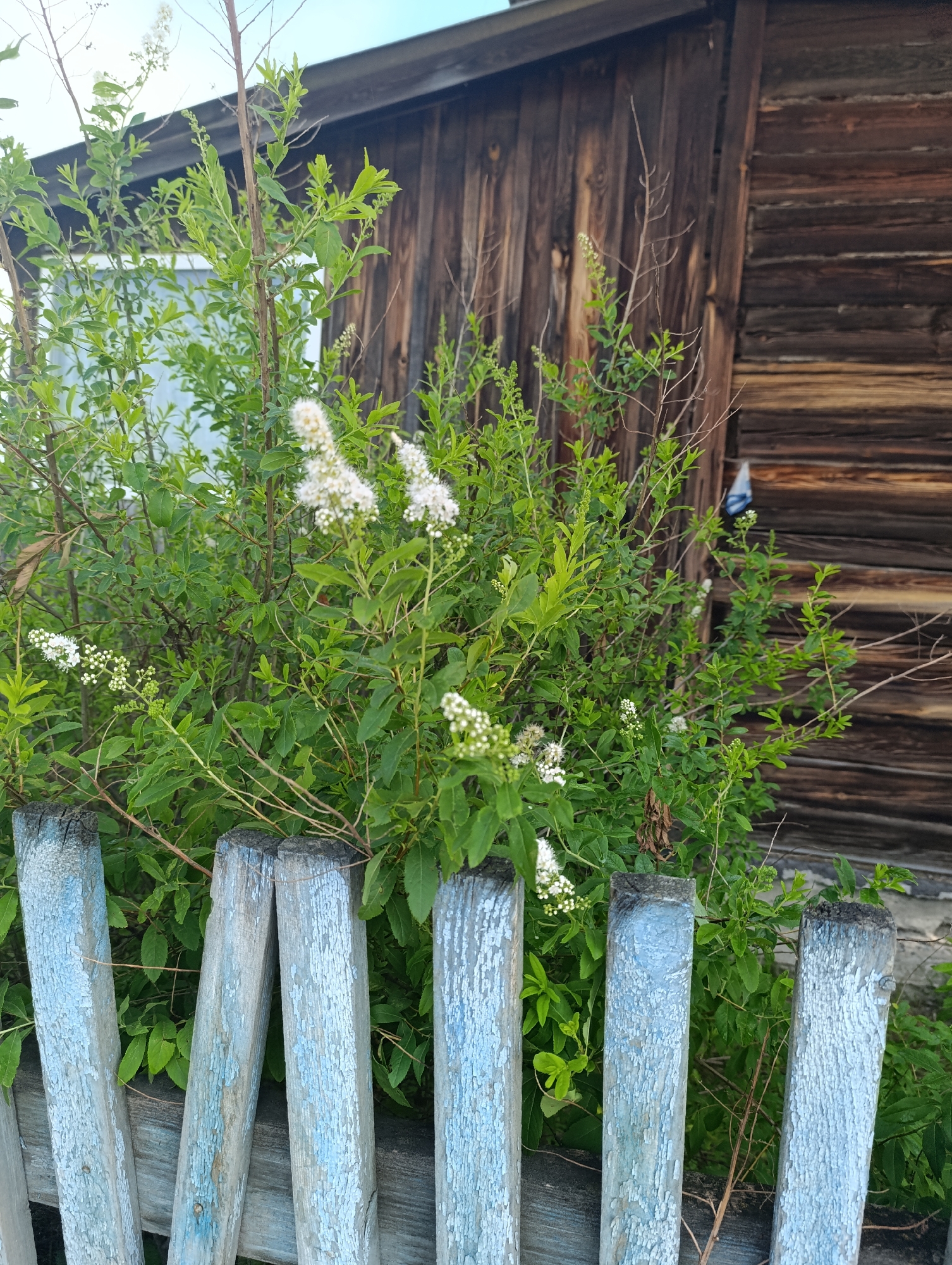 A weathered wooden fence, painted a faded blue with visible peeling paint, runs horizontally across the foreground of the image. Behind the fence, a lush green bush with small white flowers is in full bloom. In the background, a rustic wooden building stands, its dark, horizontal planks showing signs of age. The overall scene suggests a rural or semi-rural setting, possibly in the village of Tugulym, Russia, characterized by its simple, natural elements and aged structures.