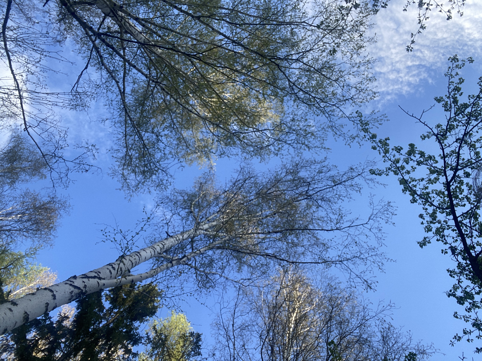 The image presents a view looking upwards into a partly cloudy blue sky through the branches and treetops of a forest. Predominantly, birch trees are visible, recognizable by their white bark with dark markings. Other types of trees with green leaves are present around the edges of the frame. It is not possible to definitively confirm the location as Yekaterinburg, Russia, or the presence of any people, subjects, objects, or actions in the scene based on the provided image alone.