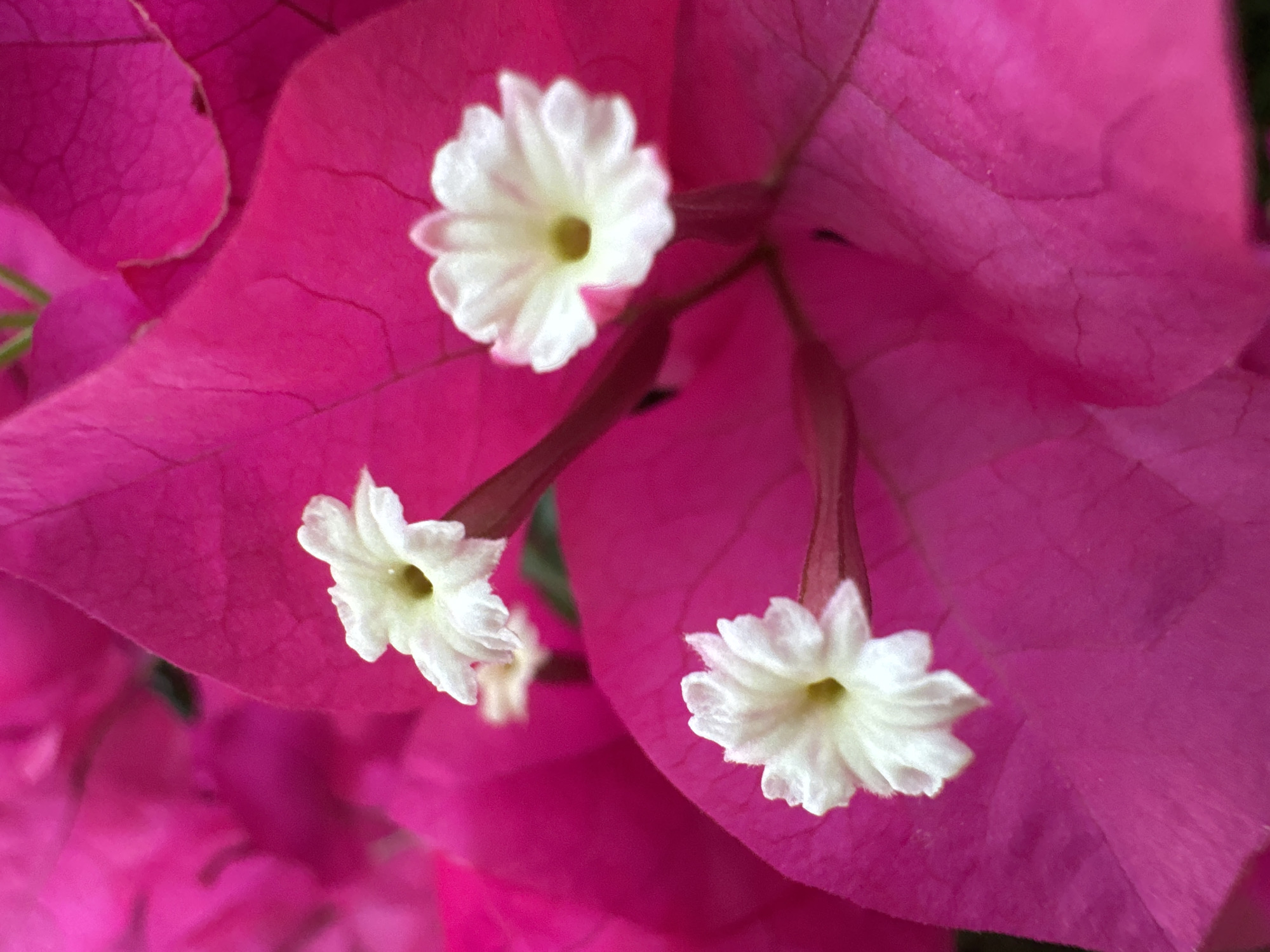The image is a close-up, macro photograph of white bougainvillea flowers with bright pink bracts. The flowers are small and delicate, with five petals each and a yellowish center. They are clustered on a backdrop of vibrant pink bracts, which are the modified leaves that give bougainvillea its showy appearance. The lighting is bright, highlighting the textures and colors of the flowers and bracts. The background is blurred, emphasizing the sharp focus on the flowers. There are no people or signs of human activity in the image.
The location of this image in Torrevieja, Spain, is not specified within the image itself. However, bougainvillea is a common plant found in Mediterranean climates, and Torrevieja, being a coastal city in the Valencian Community, Spain, would be a suitable environment for this type of flora. Such flowers are often found in gardens, parks, balconies, and public spaces throughout the city, particularly in areas with ample sunlight.