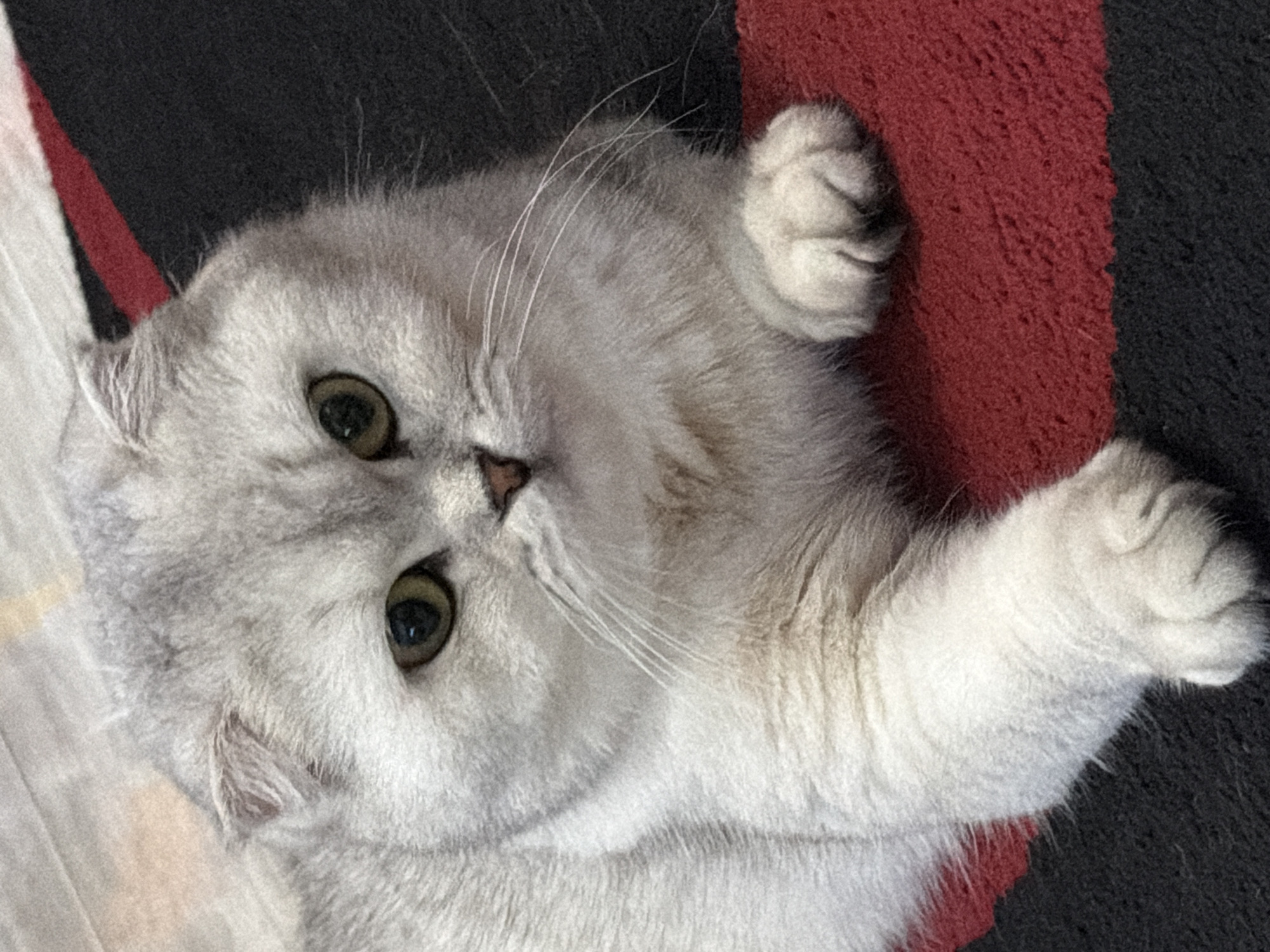 A fluffy, silver-grey Scottish Fold cat is lying on a red and black striped carpet. The cat has large, round, green-gold eyes and its ears are folded forward. Its front paws are visible and resting on the carpet. The cat is looking directly at the camera. The background is blurred, but appears to be indoors with a neutral-colored wall. There is no indication that this image is located in Rome, Italy.
