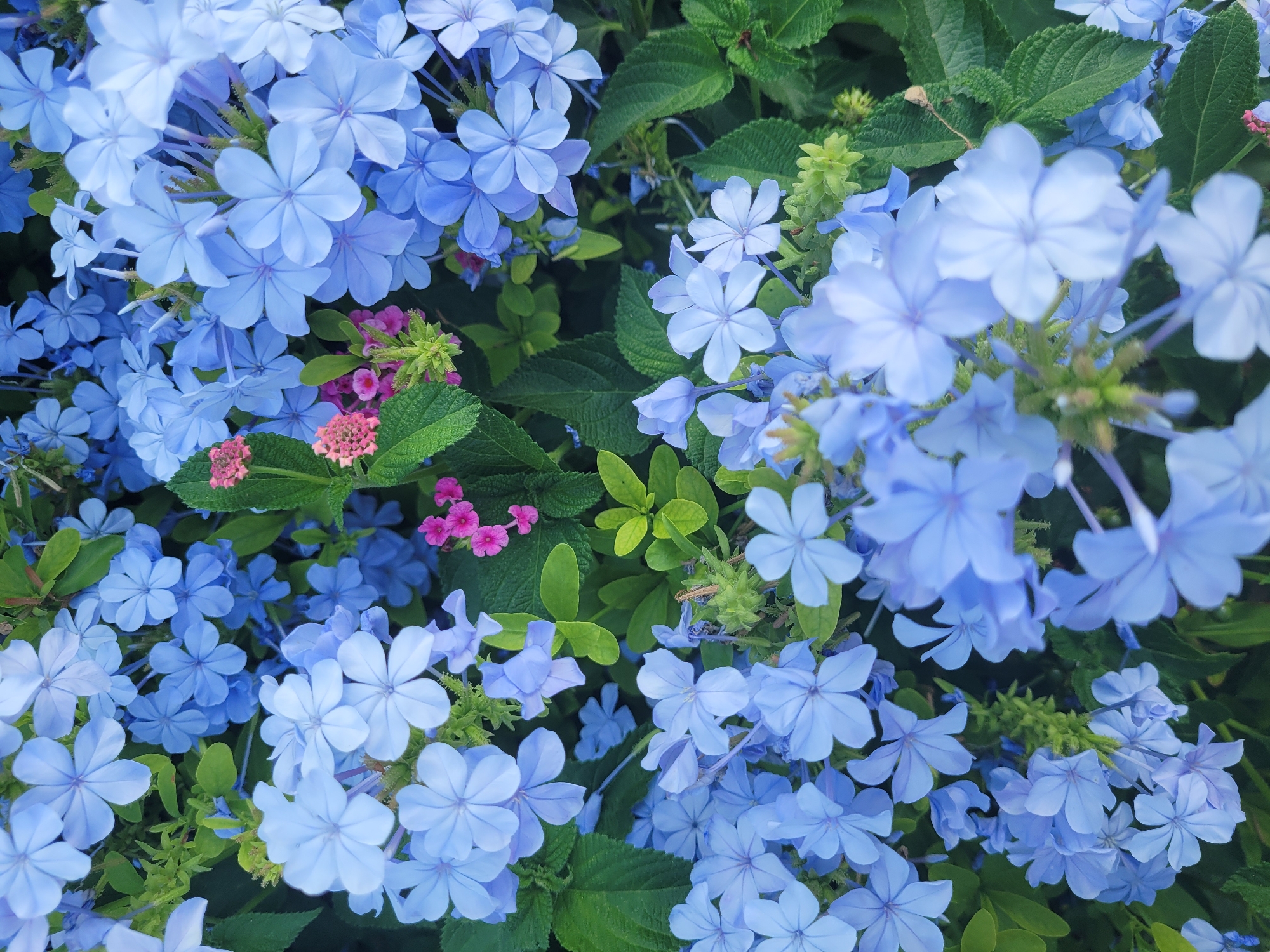 The image is a close-up, overhead view of a dense cluster of light blue plumbago flowers, some showing a hint of purple. Interspersed among the blue blossoms are small clusters of bright pink flowers. The foliage is a vibrant green, with some leaves appearing darker and others a lighter, almost lime green. The scene appears to be an outdoor garden or natural setting. There are no people, animals, or man-made structures visible. The image was taken in Trachoni, Cyprus, likely in a garden or park, given the abundance of flowering plants and greenery. The lighting suggests it may be daytime, possibly in the morning or late afternoon, as the light is soft and diffuse.