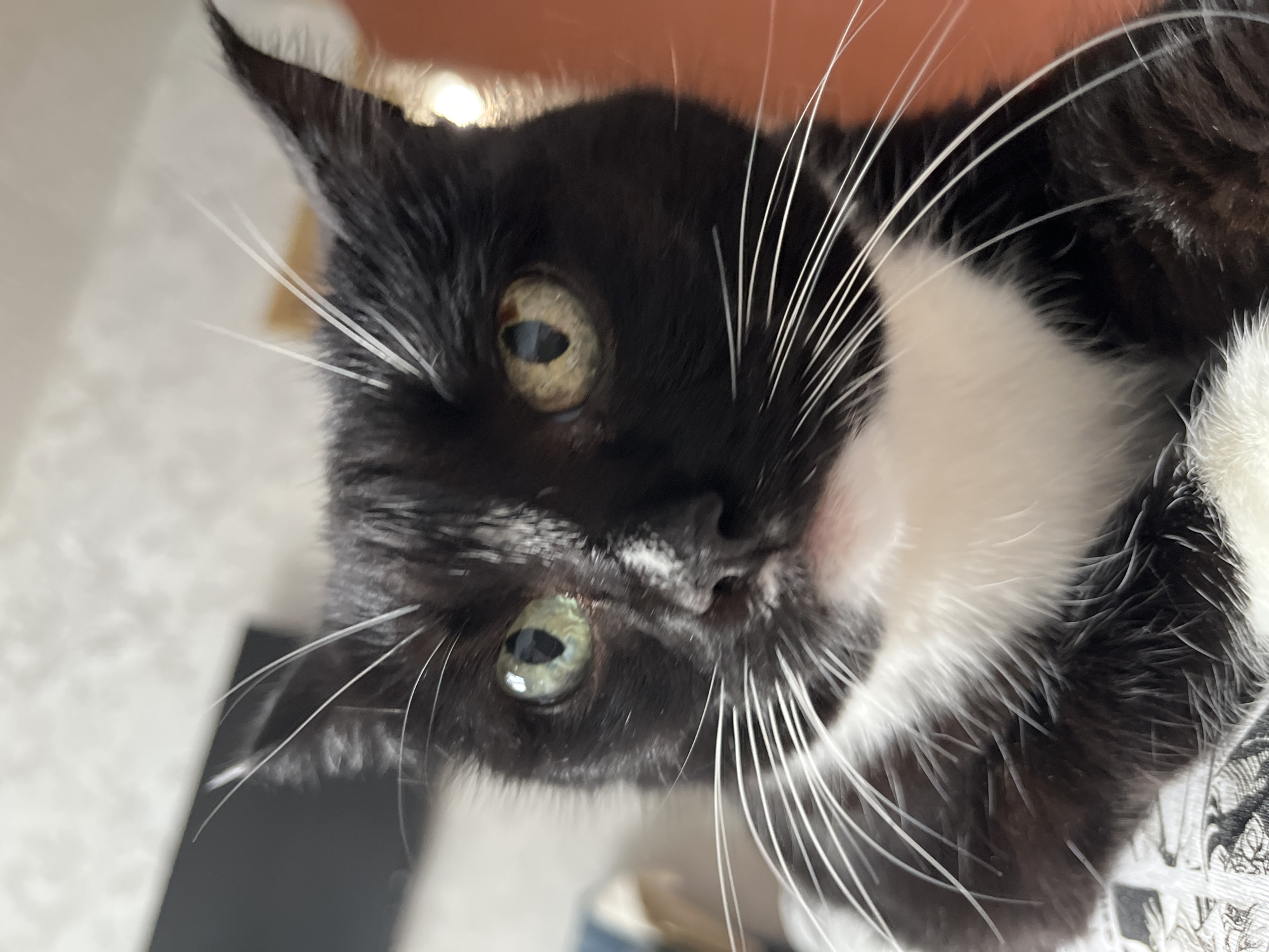 A close-up, eye-level shot focuses on the face of a black and white domestic cat. The cat's fur is predominantly black with a white chest and muzzle. Its eyes are a striking green, with dark pupils. Prominent white whiskers fan out from its snout. The background is blurred, showing hints of what appears to be an indoor setting with muted colors and soft lighting. There is no indication of the cat's location within the city of Moscow, Russia, as the image provides no discernible landmarks or contextual clues.