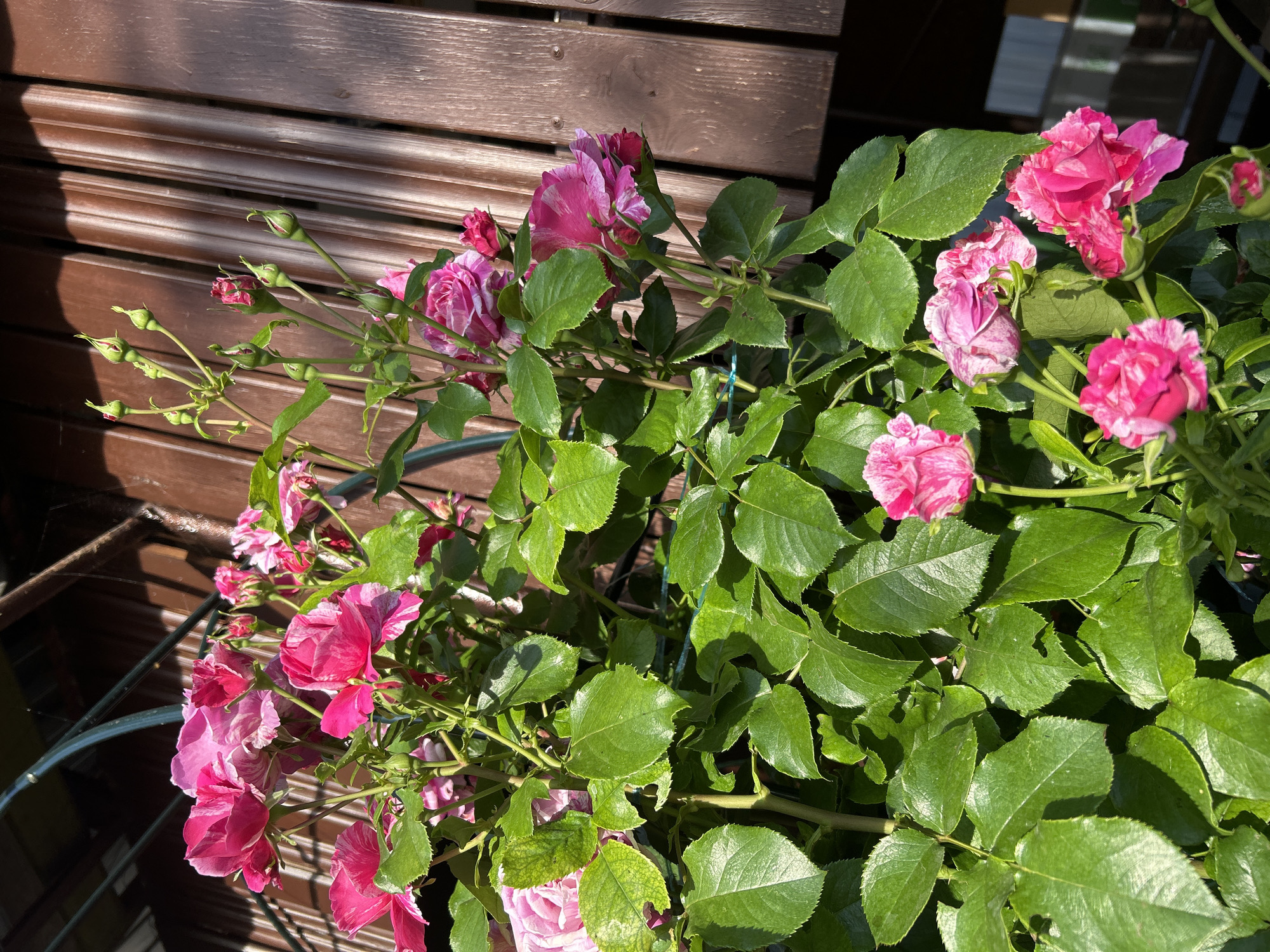 The image shows a close-up of a rose bush with pink and white striped flowers and green leaves, bathed in sunlight. In the background, a wooden fence or wall with vertical planks is visible, casting shadows. The scene is outdoors, likely in a garden or yard. There are no people or specific landmarks to indicate a location within Gelendzhik, Russia.