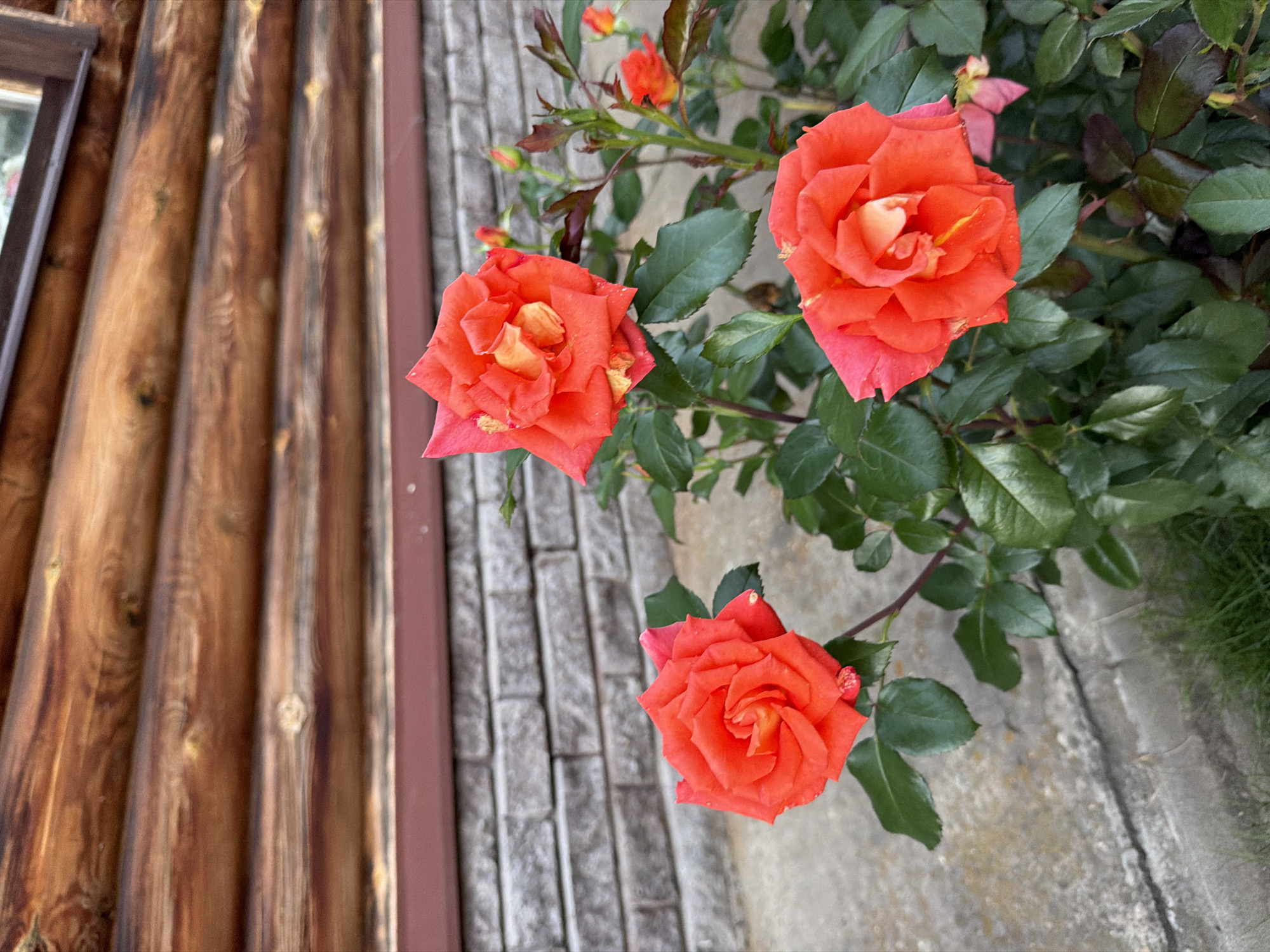 The image showcases a close-up view of three vibrant orange-red roses in bloom. The roses are set against a backdrop that suggests an outdoor setting with distinct elements. To the left, a wall constructed of vertical wooden planks is visible, with a reddish-brown vertical trim. Adjacent to the wooden wall, a section of brickwork runs horizontally, laid in a stretcher bond pattern. The ground appears to be a concrete surface with some grass visible in the lower right corner. The lighting suggests it is daytime, and the lush green foliage of the rose bush indicates favorable growing conditions. The focus is primarily on the roses, highlighting their delicate petals and intricate structure. There is no visible text in the image. The scene evokes a sense of natural beauty and a peaceful outdoor environment, possibly a garden or yard, in Chaikovsky, Russia.