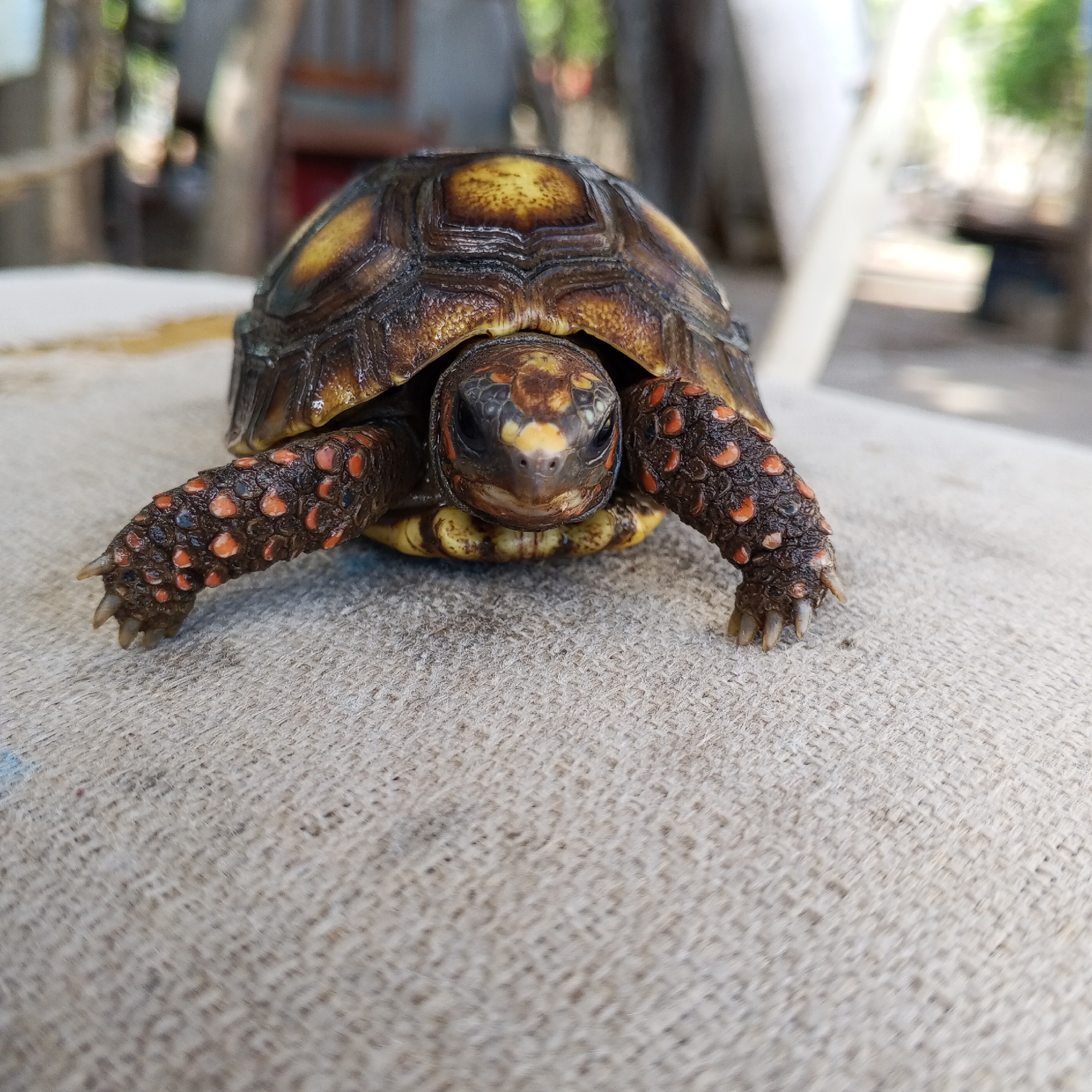 A red-footed tortoise is positioned on a coarse, light-colored fabric surface. The tortoise faces forward with its head and forelimbs visible. Its shell is brown with yellow markings. Its skin is dark with red-orange scales. The background is blurry, revealing hints of trees and other objects. The location is Unknown, Unknown.