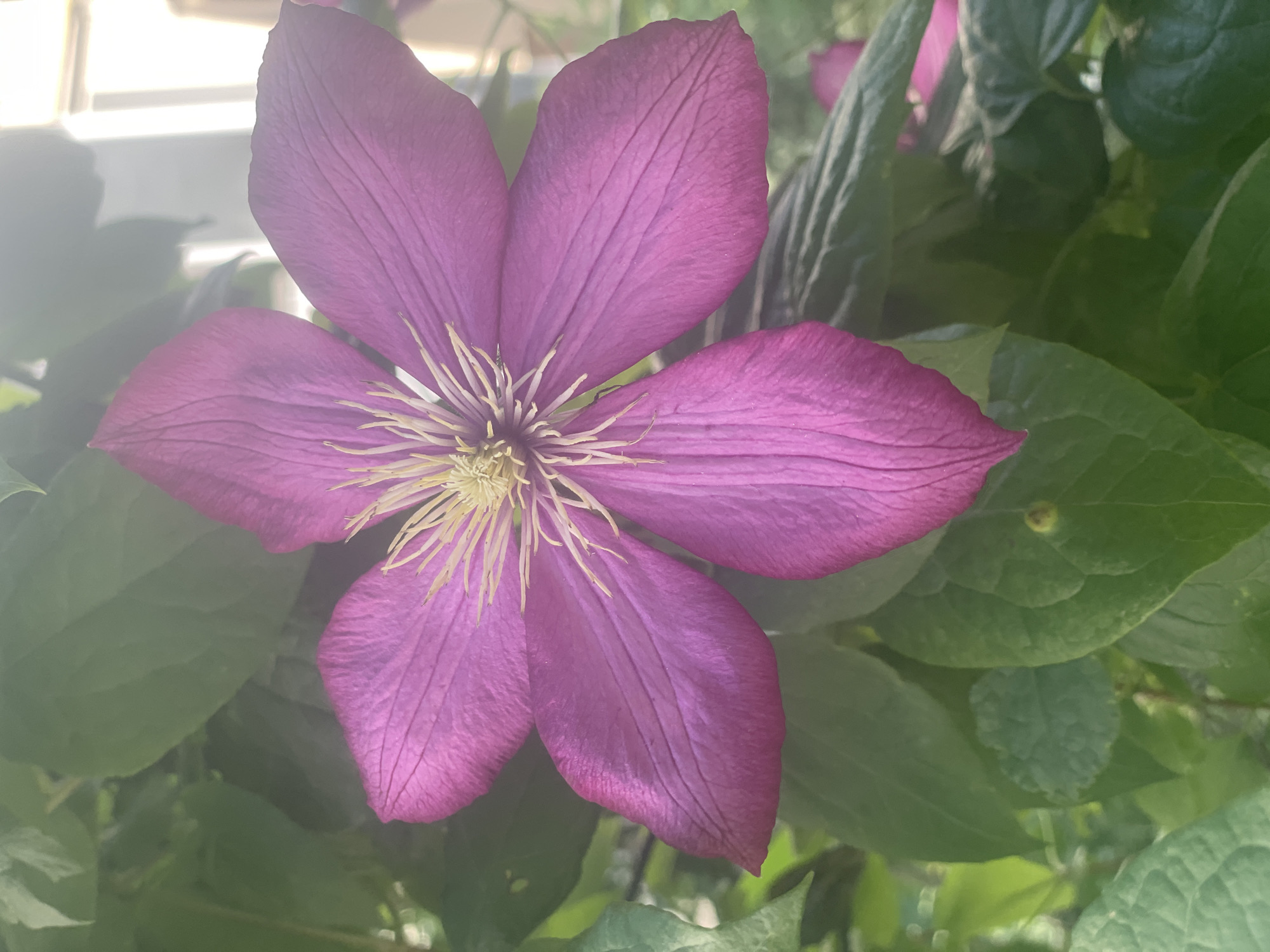 A close-up, vertical, eye-level shot focuses on a vibrant, five-petaled pink clematis flower. The flower is centered in the frame, with its delicate petals radiating outwards. The petals are a rich, deep pink, with subtle darker veins running through them. In the center of the flower, a cluster of thin, pale yellow stamens forms a striking contrast. The flower is surrounded by lush, green foliage, with several leaves visible in the background, some in sharp focus and others softly blurred. The lighting suggests it is daytime, with soft, diffused light illuminating the scene, creating a slightly hazy atmosphere. The background is out of focus, with hints of a building structure and possibly a window frame visible, suggesting an outdoor setting near a building. The image has a serene and natural feel. The location of this image is in Poltava, Ukraine.