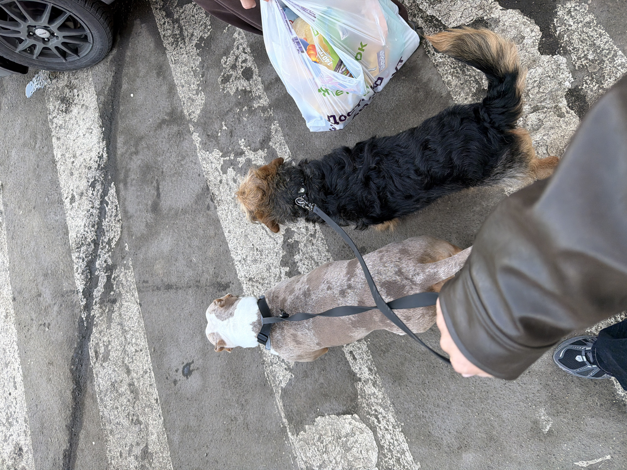The image displays an overhead view of a street scene in Khimki, Russia, showing a section of a pedestrian crossing marked by worn white stripes on asphalt pavement. Two dogs are present, positioned side-by-side and facing away from the viewer. The dog on the left is a medium-sized animal with a mottled white and light brown/grey coat, wearing a black harness with a black leash attached. The dog on the right is smaller, with a predominantly black, shaggy coat, tan/brown fur on its head, lower legs, and tail, and wears a black collar with a black leash. A human hand, partially obscured by a dark brown jacket sleeve, is visible in the bottom-left, holding the leash of the left dog. Below this hand, a grey and black sneaker and dark pants are visible. To the right, another human leg, clad in dark brown pants, is partially visible, holding a semi-transparent plastic shopping bag containing various packaged items, some with Russian text visible (e.g., "140 грамм"). A dark vehicle's tire and multi-spoke dark rim are visible in the upper right corner, positioned on the asphalt near the crossing markings.