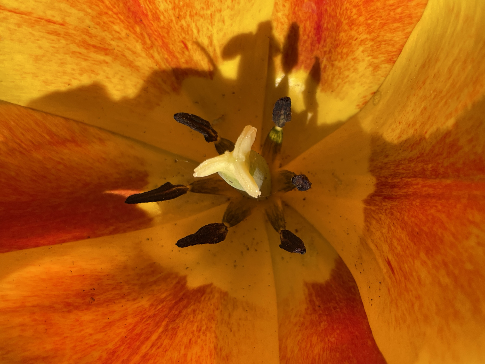 The image is a close-up shot looking directly into the center of a flower, likely a tulip, with petals in shades of yellow and orange/red. The center of the flower displays the stamen (with dark anthers) and pistil (with a lighter-colored stigma). Shadows are cast onto the inside of the petals. There's no explicit indication of the location being Zav'yalovo, Russia. There are no people visible in this image.