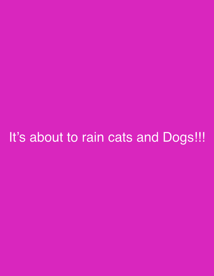The image presents a solid, uniform magenta background. Near the bottom, centered horizontally, white sans-serif text reads: "It's about to rain cats and Dogs!!!". At the very top edge of the image, extremely subtle and indistinct dark specks or small, irregular shapes are faintly visible against the magenta. The composition is entirely graphical, devoid of any discernible people, objects (apart from the faint top-edge elements), actions, interactions, or environmental features. The image itself contains no visual information or contextual cues that would allow for the determination of a specific location within the city of New Stadium, Nigeria, or any other geographical setting.