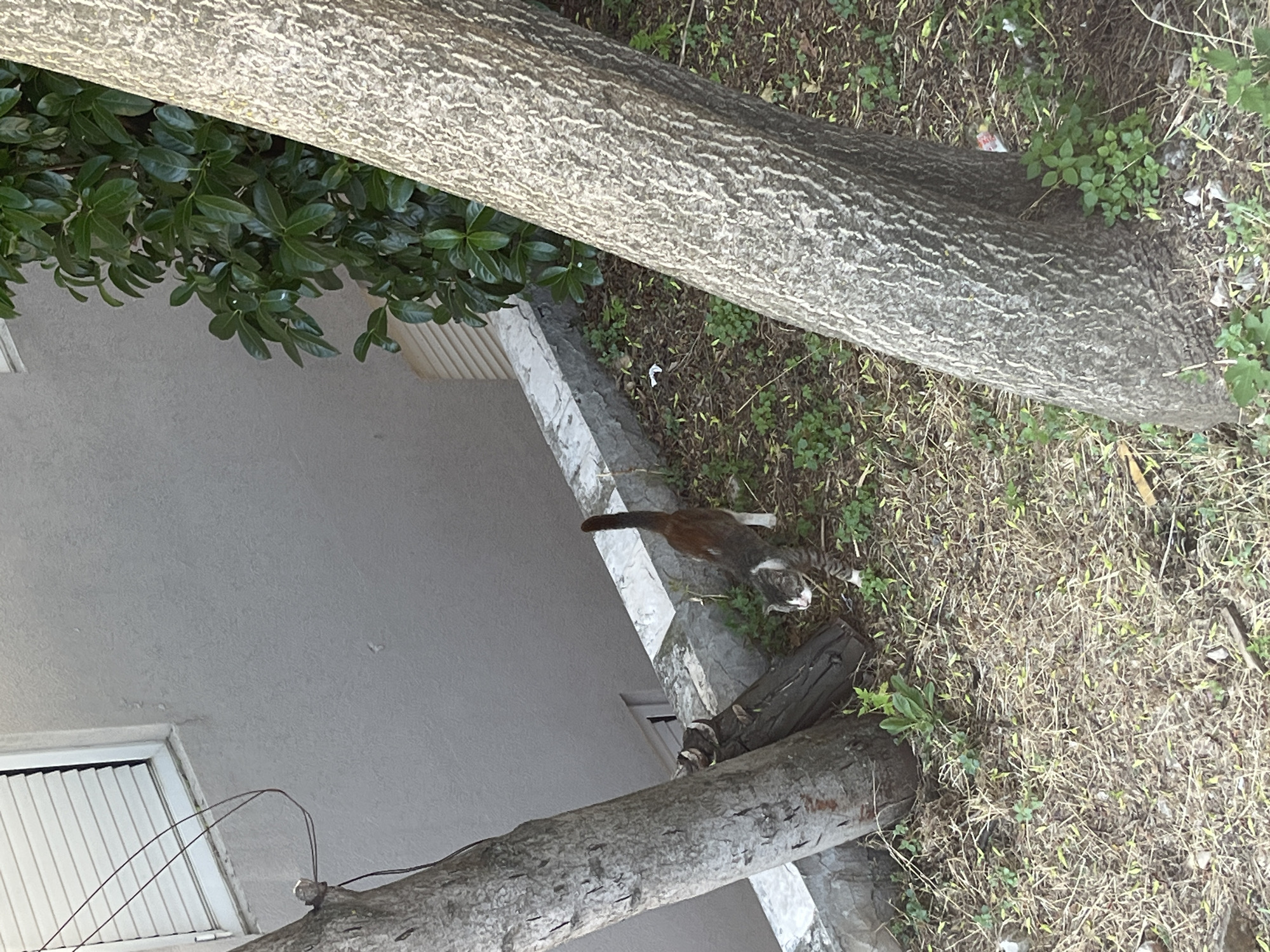 In Budva, Montenegro, a tabby and white cat is captured in a medium shot, standing on a patch of dry grass and sparse green vegetation. The cat is facing to the left, with its body stretched in a slight arch, and its tail raised and pointed upwards. Its fur is predominantly grey tabby with white markings on its chest, paws, and face. The background features a textured grey wall of a building, with a white-rimmed window featuring horizontal blinds on the upper left. To the right of the cat, a large tree trunk with rough, grey bark is prominently positioned. Behind the cat and to the left, another tree trunk, appearing older and more weathered, stands at an angle, leaning against a pile of dark wooden logs. A low, white-capped concrete wall separates the area where the cat is standing from the building. Lush green foliage of a bush is visible behind the tree trunk on the right. The ground is covered with a mix of dry, straw-like grass, scattered green shoots, and some small pieces of litter. The lighting suggests it is daytime, casting shadows that are not strongly defined.