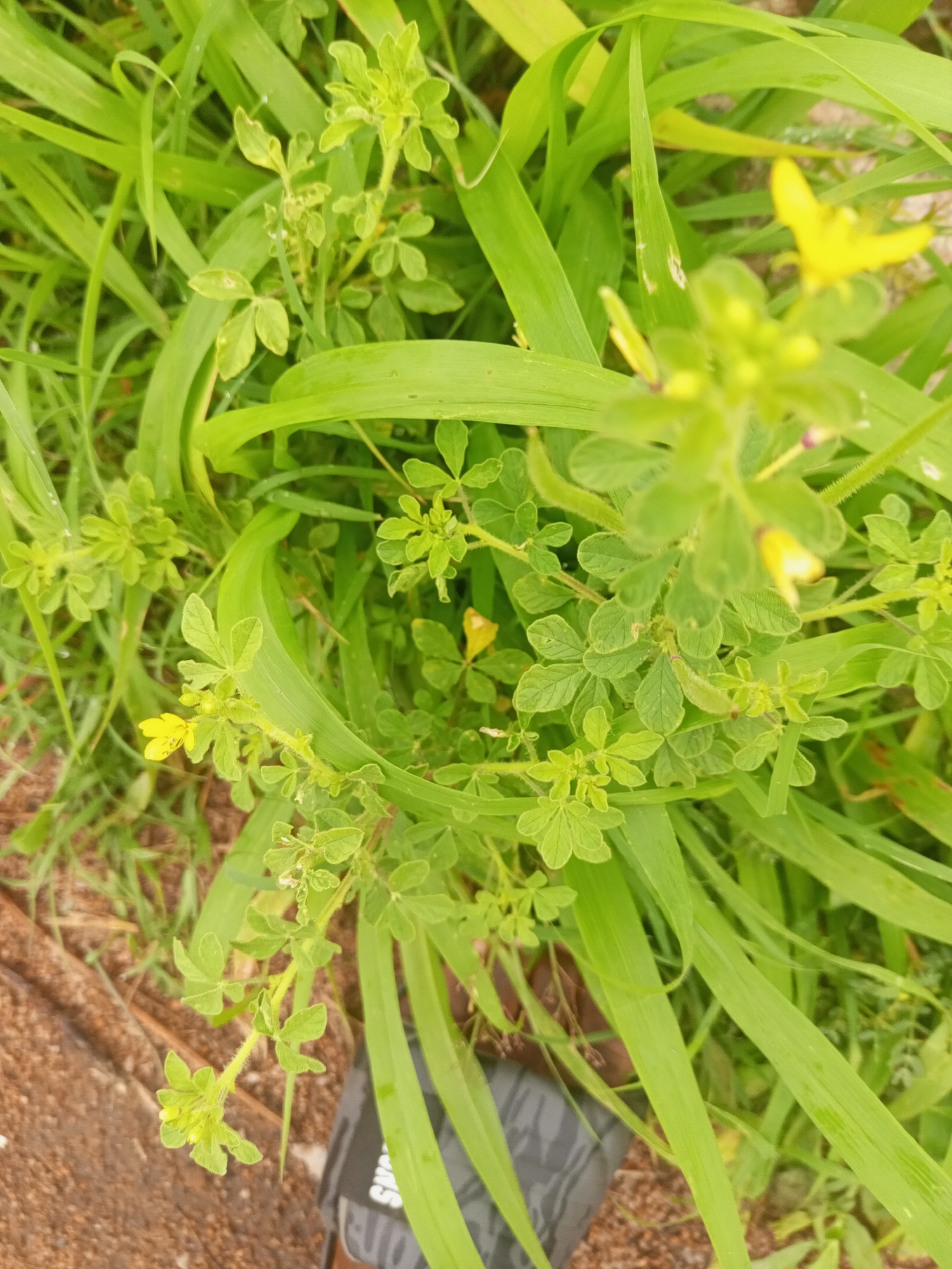 The image shows a close-up, overhead view of green grass and small plants with yellow flowers. The foliage is dense and appears to be growing in an outdoor setting. A dark-colored shoe is partially visible at the bottom right of the frame, suggesting the presence of a person. The ground beneath the grass is visible in patches and appears to be a mix of soil and gravel. The lighting is natural, indicating daylight. There is no specific information in the image that would allow for the precise identification of the location within Zinna, Nigeria, beyond it being an outdoor area with vegetation.