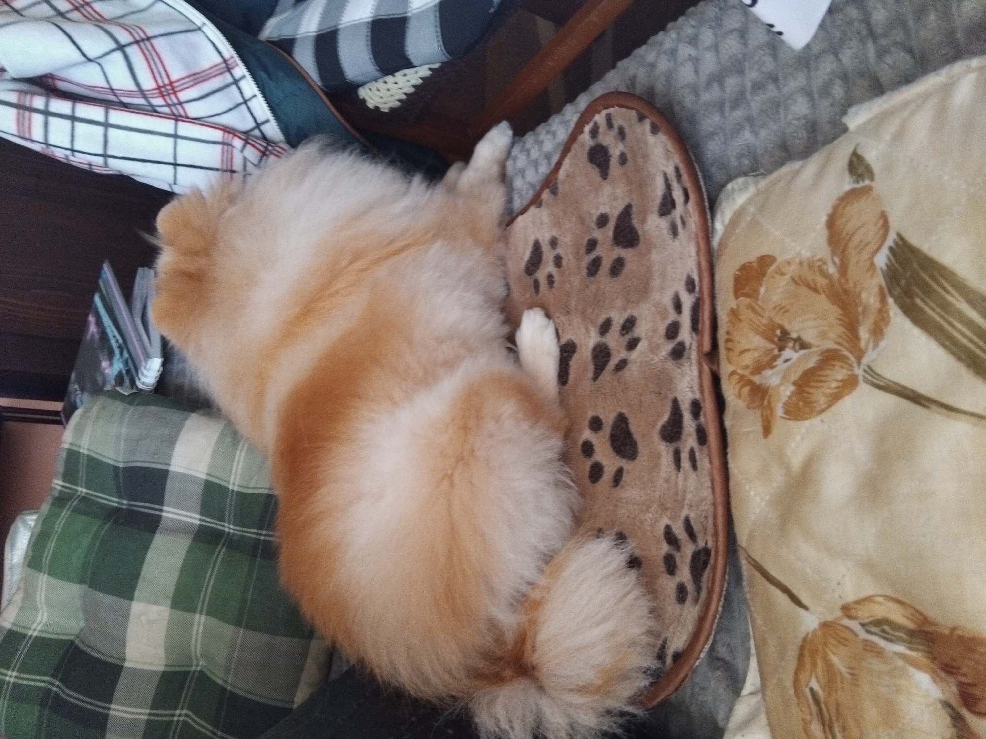 A Pomeranian dog is curled up asleep on a bed or sofa. The dog is mostly cream-colored with some orange-toned fur. It is lying on a brown slipper with black paw prints. To the dog's left are a green and white plaid cushion, and a white and red plaid blanket. A cream-colored pillow with a floral pattern is to the dog's right. The location is Apriltsi, Bulgaria.