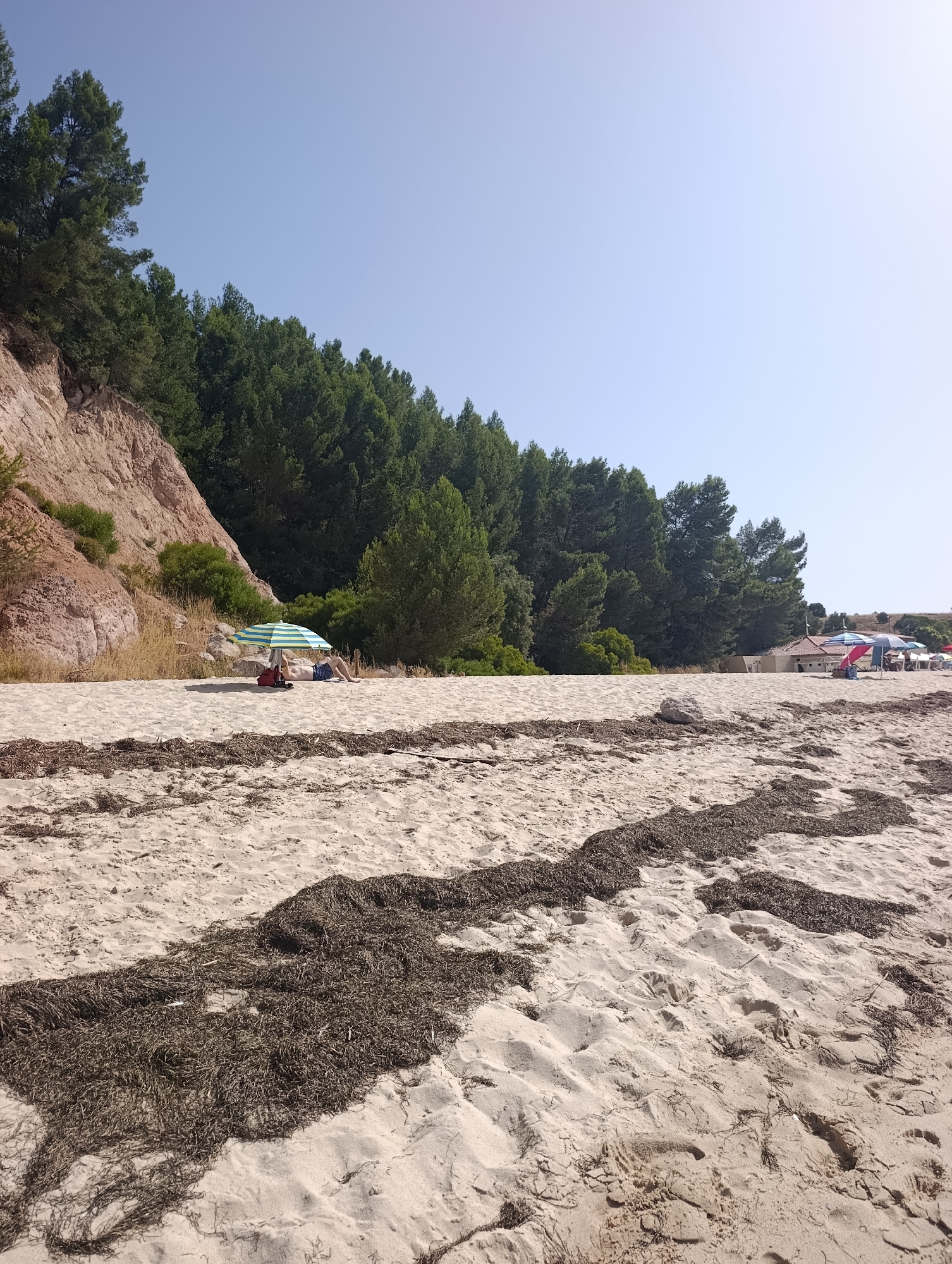 The image depicts a sun-drenched beach with light-colored sand. The foreground is dominated by patches of dried seaweed scattered across the sand. In the middle ground, a person is lying under a striped beach umbrella on the sand. Behind the person, a gentle slope rises, covered with dry grass and shrubs, leading to a dense line of pine trees that stretches across the background. The sky is clear and blue. To the right in the distance, several beach umbrellas and what appear to be small structures or buildings are visible. The scene suggests a quiet, possibly secluded beach area, likely in a Mediterranean climate given the vegetation. While the image itself does not explicitly indicate Setúbal, Portugal, the presence of pine trees and a Mediterranean-style coastline is consistent with coastal regions in Portugal.