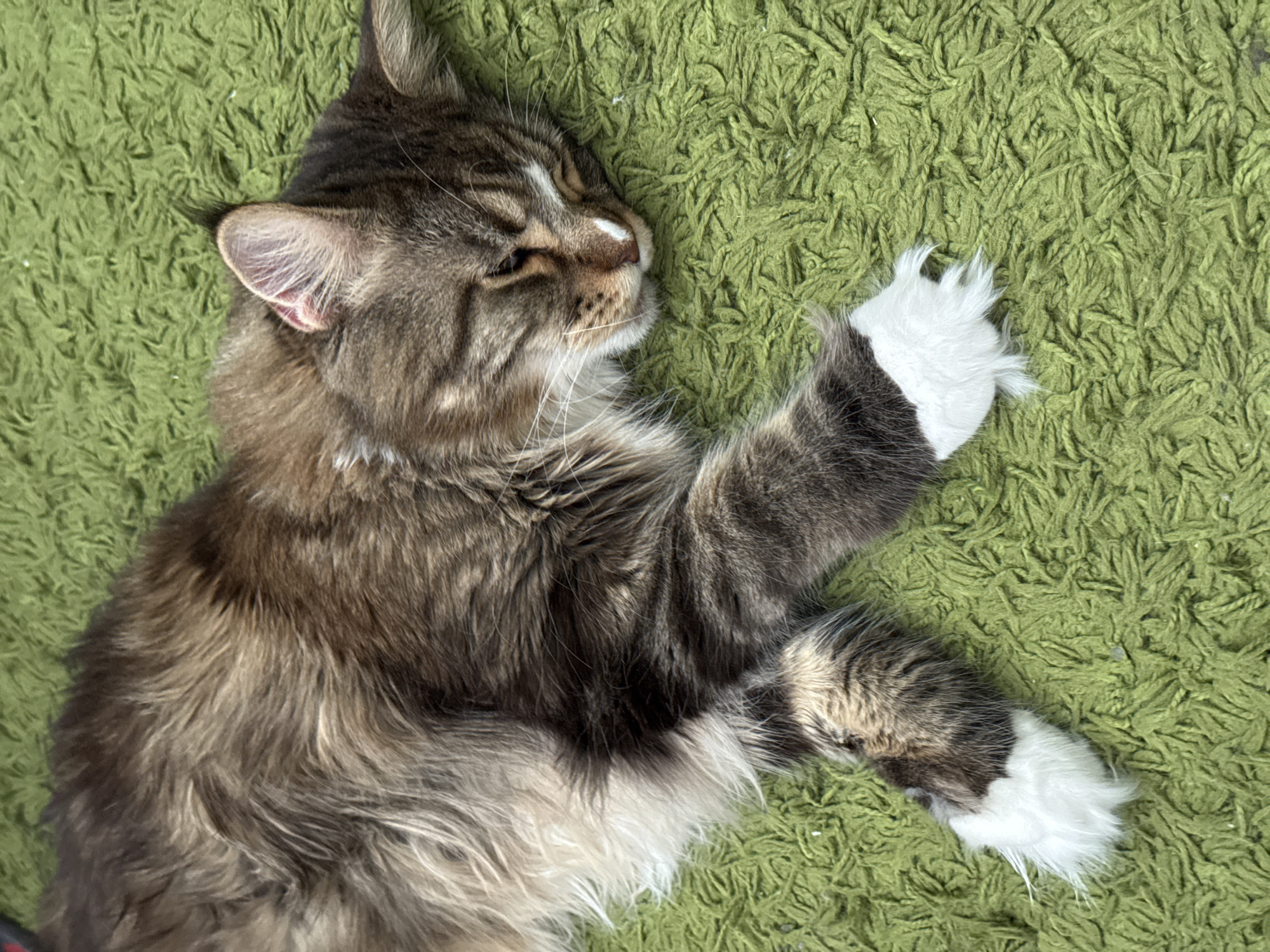 A long-haired tabby cat with white paws is sleeping on a green shag carpet. The cat is lying on its side with its eyes closed and its head resting on its paws. The cat's fur is a mix of brown, black, and white. The carpet is a bright green color and appears to be made of thick yarn. The image is taken from a top-down perspective. The location in Zelenograd, Russia is unknown and cannot be determined from the image.