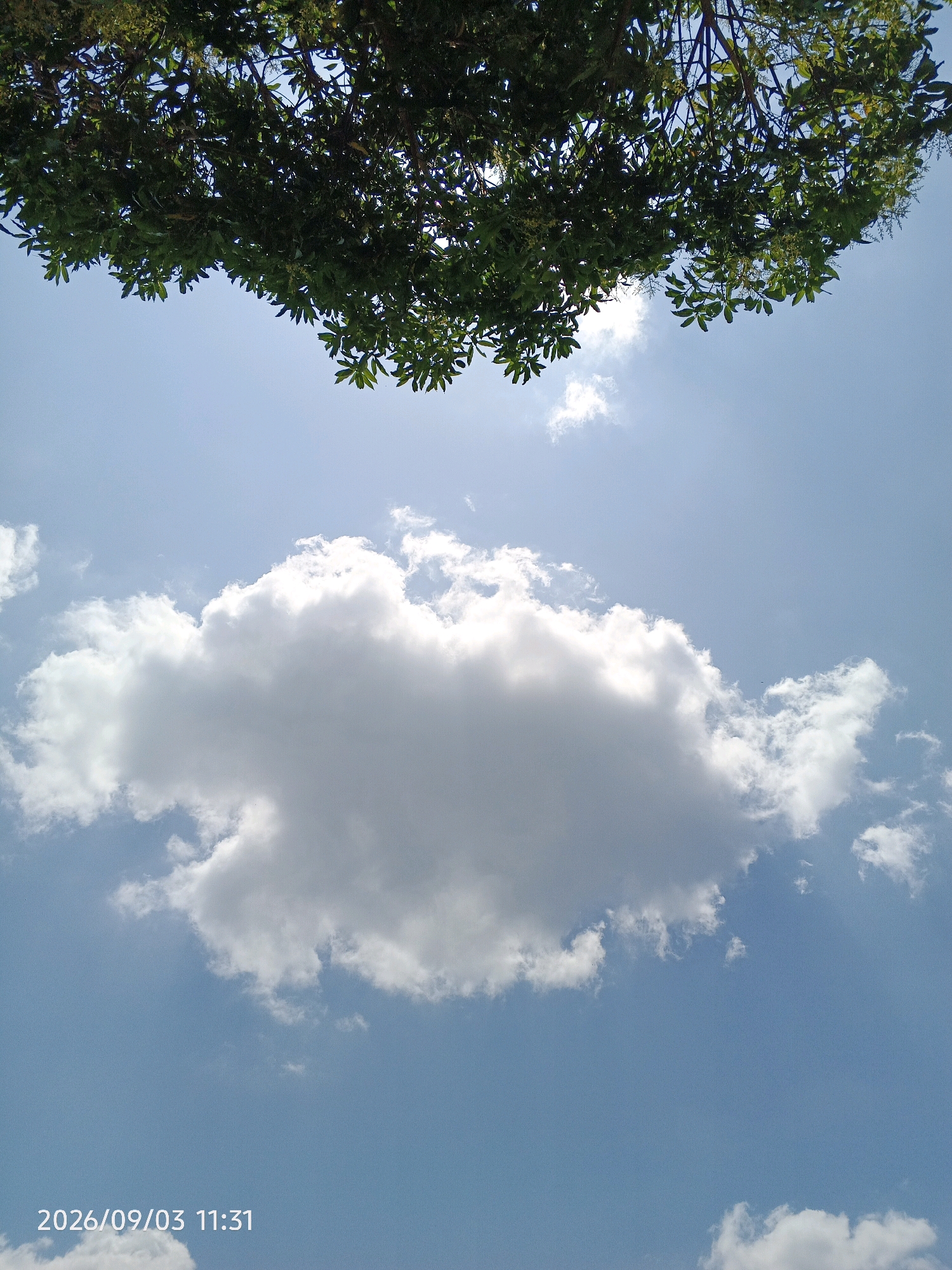 A low-angle shot shows a bright blue sky with a large, fluffy white cloud dominating the center. The top portion of the frame is filled with the dark green foliage of trees, their branches and leaves silhouetted against the sky. A small timestamp, "2026/09/03 11:31," is visible in the lower left corner. The image appears to be taken outdoors, possibly in an urban or suburban setting within Pinrang, Indonesia, given the presence of trees and the general ambiance of a clear day. There are no people or specific urban landmarks visible.