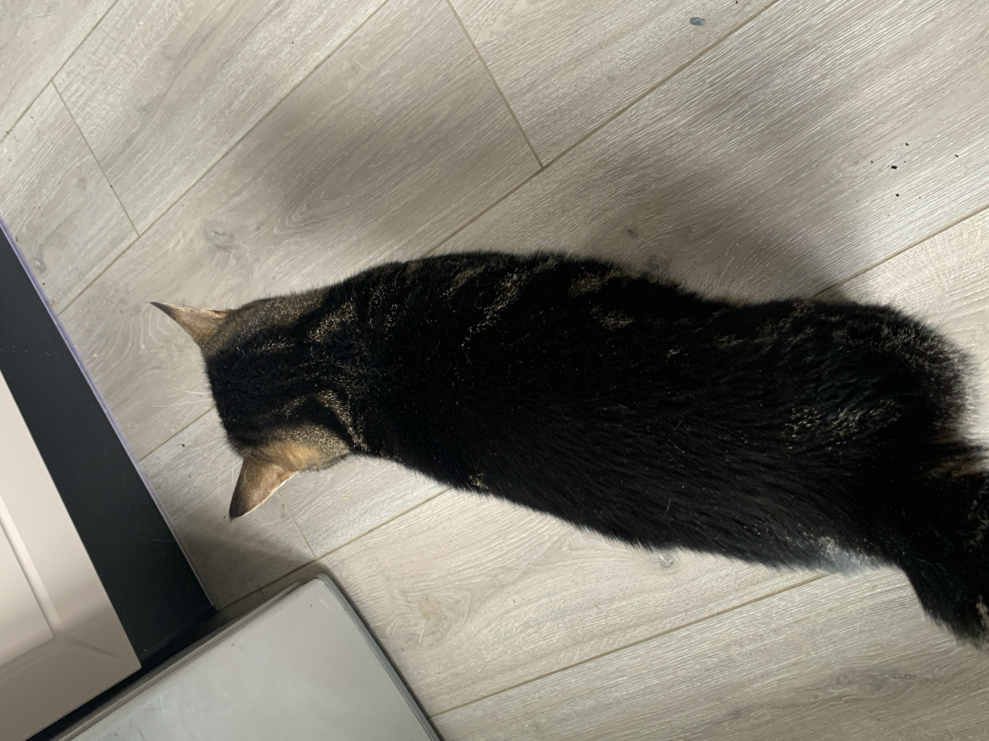A dark tabby cat lies on a light grey wood-look floor. The cat's head is near a white and black object, possibly a piece of furniture. The cat's body stretches across the frame, oriented diagonally from upper right to lower left. The floor appears clean. The photograph's location is unknown and cannot be ascertained from the given image.