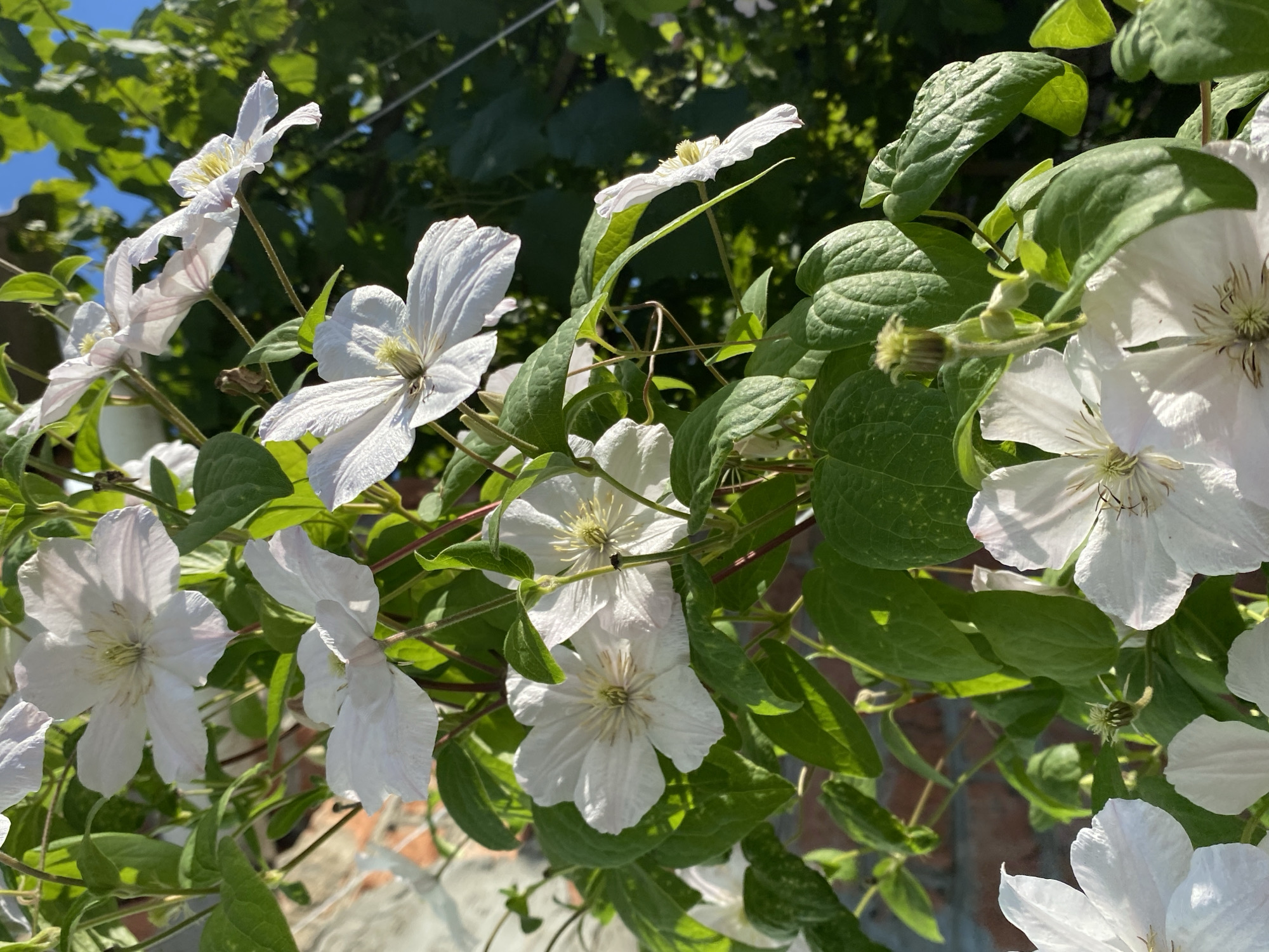 A close-up shot showcases a cluster of white clematis flowers in full bloom. The flowers are delicate with multiple petals and prominent stamens in the center. Lush green leaves form a backdrop, with some appearing slightly textured and sun-dappled. In the background, a blurred brick wall is visible on the left, and a dark, leafy vine climbs on the right. The sky, a clear blue, is visible through the foliage at the top right. A hint of sunlight illuminates the scene, casting soft shadows and highlighting the textures of the petals and leaves. The image was captured outdoors in a garden setting in Kushchovskaya, Russia, under natural daylight conditions. No people are present in the frame.