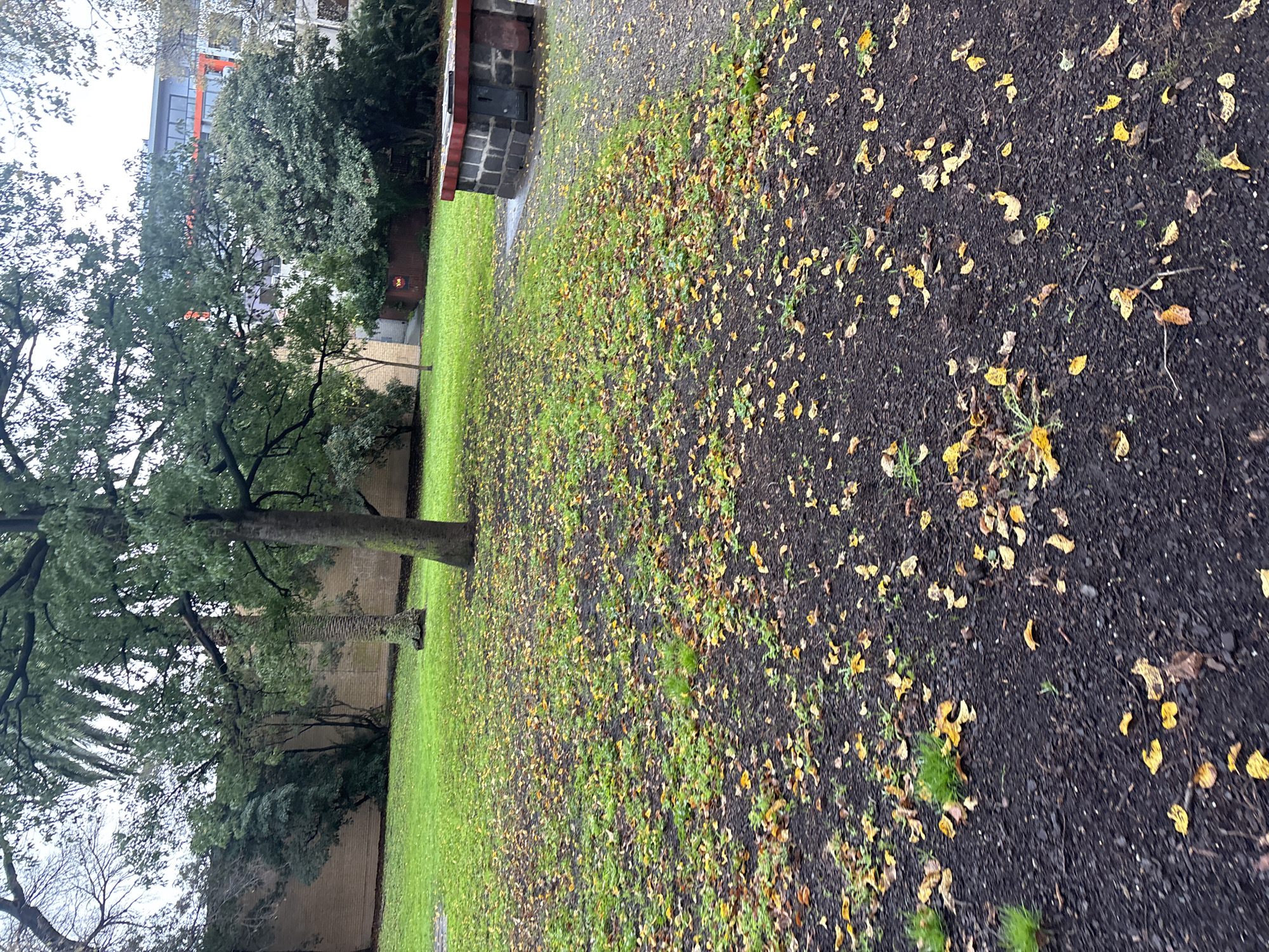 In Brunswick East, Australia, a park scene unfolds under a cloudy sky. The foreground is dominated by dark soil scattered with fallen yellow leaves, with patches of green grass pushing through. A brick structure, possibly a barbecue or seating area, sits on the right side of the image, its top edged in red. Beyond this, a well-maintained green lawn extends, dotted with more fallen leaves. Mature trees, including a palm tree and a deciduous tree with a thick trunk, provide shade. In the background, a brick wall borders the park, and beyond that, a modern building with orange and grey accents rises, suggesting an urban environment. The overall impression is a quiet, slightly damp autumn day in a community park.