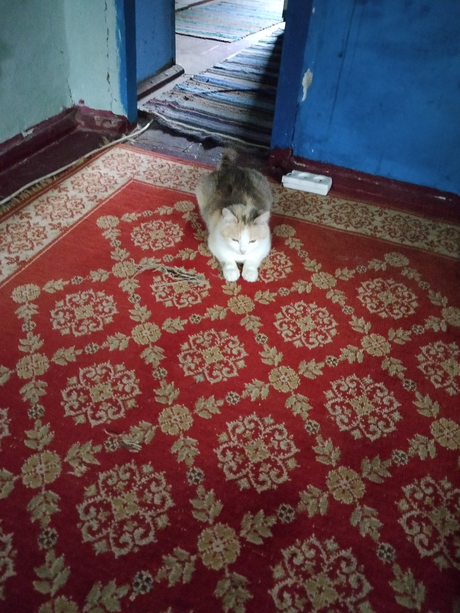 An interior scene captured from a high angle displays a room in the city of Unknown, Unknown, featuring a calico-patterned cat resting on a red floor rug. The cat, exhibiting white, tan, and gray fur patches, is positioned centrally in the mid-ground, facing the viewer with its eyes closed, indicative of sleep or deep rest. The rug beneath the cat is a predominant red, adorned with an ornate pattern of gold and cream floral and medallion motifs; a visibly torn section with exposed fibers is present on the rug near the cat's head.
The room's left wall is painted a light blue-green and exhibits vertical cracks and peeling paint near the baseboard, which is a dark red-brown. The right wall is a solid, vibrant blue, also displaying minor surface imperfections and scuffs, with a matching dark red-brown baseboard. A white power strip or multi-outlet adapter rests on the floor against the blue wall on the right side of the image.
In the background, a doorway separates the current room from an adjacent space. The floor of the adjacent space is covered by a lighter-colored, striped fabric rug or mat, with a glimpse of an upper wall section showing. The overall environment appears to be an older domestic setting with signs of wear and age on the walls and floor coverings.