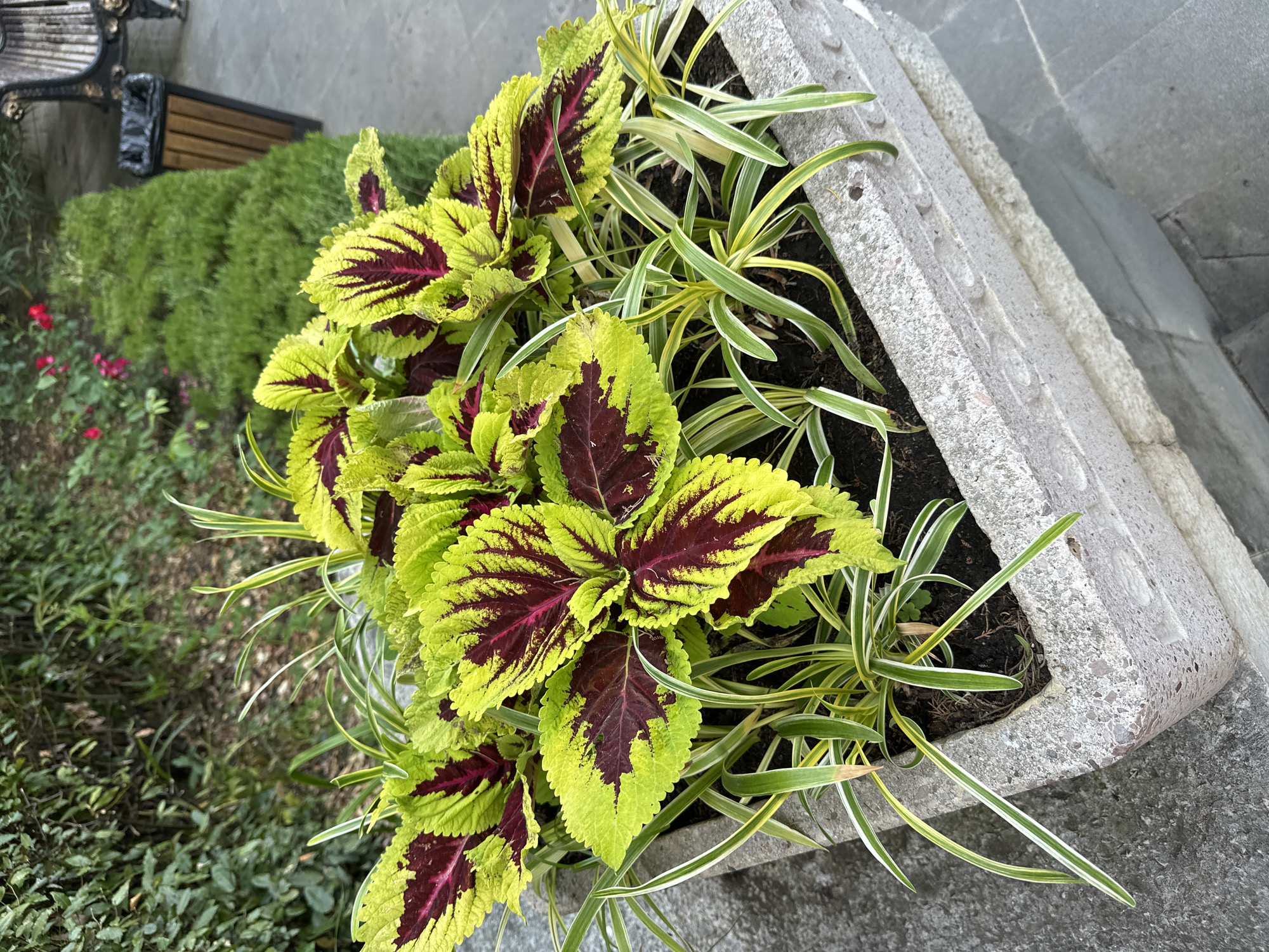 This media file shows a close-up, eye-level view of a concrete planter filled with various plants. The planter is positioned outdoors on a paved surface, likely a sidewalk or plaza, given the texture of the ground and the presence of what appears to be a portion of a decorative bench and a dense green hedge in the background. The plants in the foreground are the primary focus.
Dominating the planter are several coleus plants with striking, variegated leaves. The leaves are a vibrant lime green at the edges, transitioning to a deep burgundy or maroon in the center, with irregular dark lines radiating from the veins. Interspersed among the coleus are thin, grassy plants with long, arching leaves that have stripes of white and green. The soil is visible in the planter, suggesting recent planting or watering.
In the background, a dark metal bench with wooden slats is partially visible, along with a closely trimmed, dark green hedge. A few small, red flowers are also visible near the hedge, adding a touch of color to the scene. The lighting suggests it is daytime, with soft, diffused light, possibly indicating an overcast day or shade. The overall impression is one of an urban or park-like setting, with carefully arranged greenery. No visible text is present in the image. The location context is Sochi, Russia.