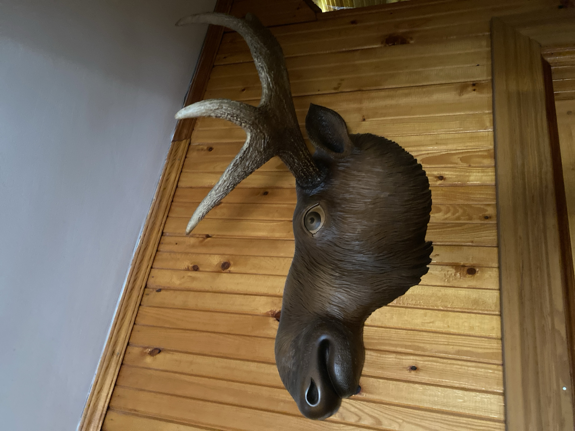This is a close-up, eye-level, medium shot of a taxidermied elk head mounted on a wall. The elk head is facing left, with its mouth slightly open and its eye looking forward. Its antlers are visible, curving upwards and to the right. The wall is paneled with light-colored wood, and there is a wooden shelf below the elk head. The image is well-lit, with no visible people or other animals. The location is not specified to be in Volzhsk, Russia.