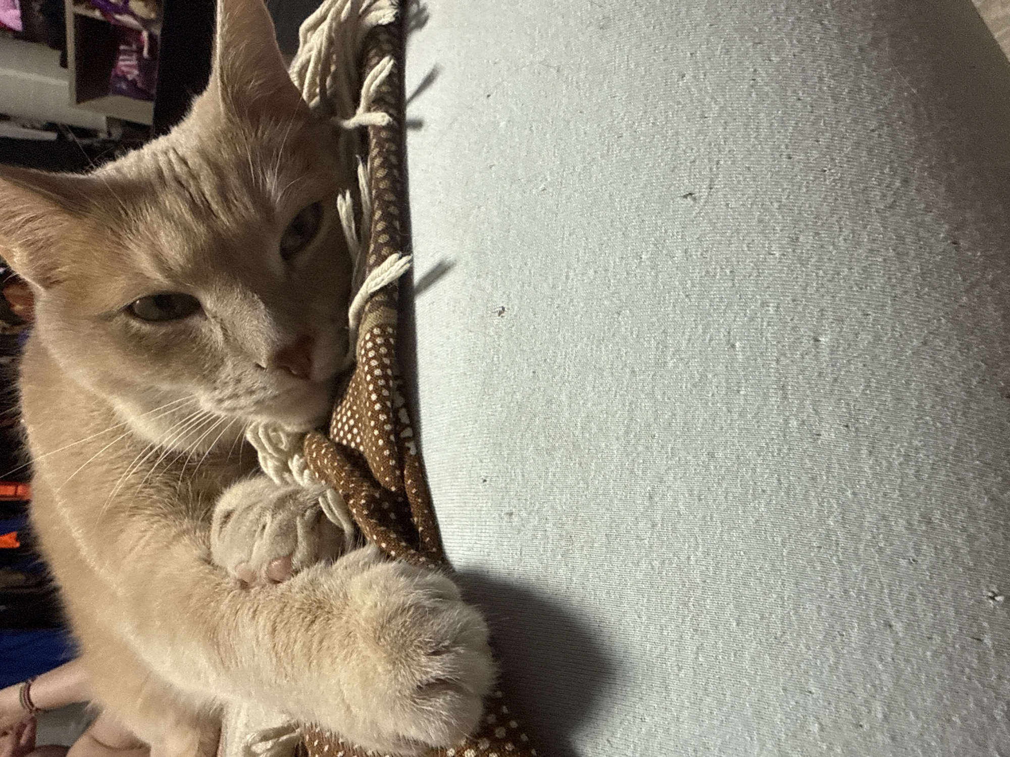 A light orange tabby cat is sitting and resting its paws on a brown and white patterned fabric, with white rope tassels. The cat is next to a large, light gray textured surface. The cat appears to be indoors. The location is not discernible from the image.