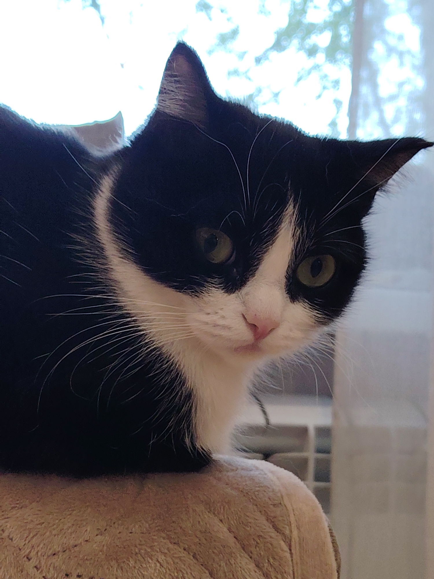 A close-up shot captures a black and white cat with green eyes. The cat is perched on a tan, cushioned surface. In the background is a window with blurred shapes suggesting outdoor foliage. The location and city are unknown.