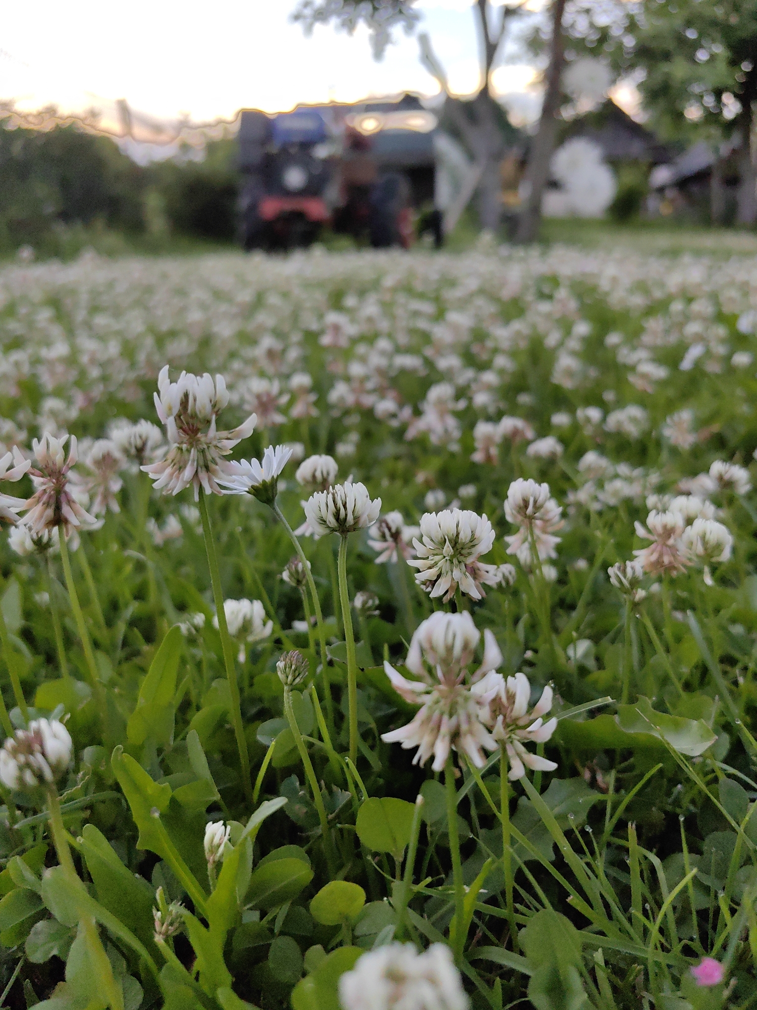 The image depicts a low-angle view of a field of white clover flowers at dusk. The foreground is dominated by numerous white clover blossoms and green foliage. In the blurred background, a red tractor is visible, along with some trees and buildings, suggesting a rural setting. The sky is overcast with hints of sunset colors. The scene is likely in the agricultural area of Дзямідавіцкі сельскі Савет, Belarus, given the presence of agricultural equipment and the rural landscape. There are no people visible in the frame.