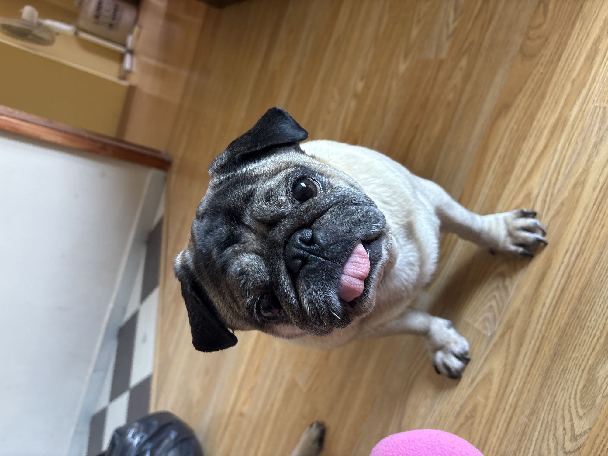 A tan-colored pug with black ears and a wrinkled face is indoors, sticking its tongue out. The dog is sitting on a light brown, wood-patterned floor. A pink, round object is partially visible in the bottom right corner of the frame. A black garbage bag sits on a black and white checkered floor tile, next to light gray cabinetry in the background. The location is Unknown, Unknown.