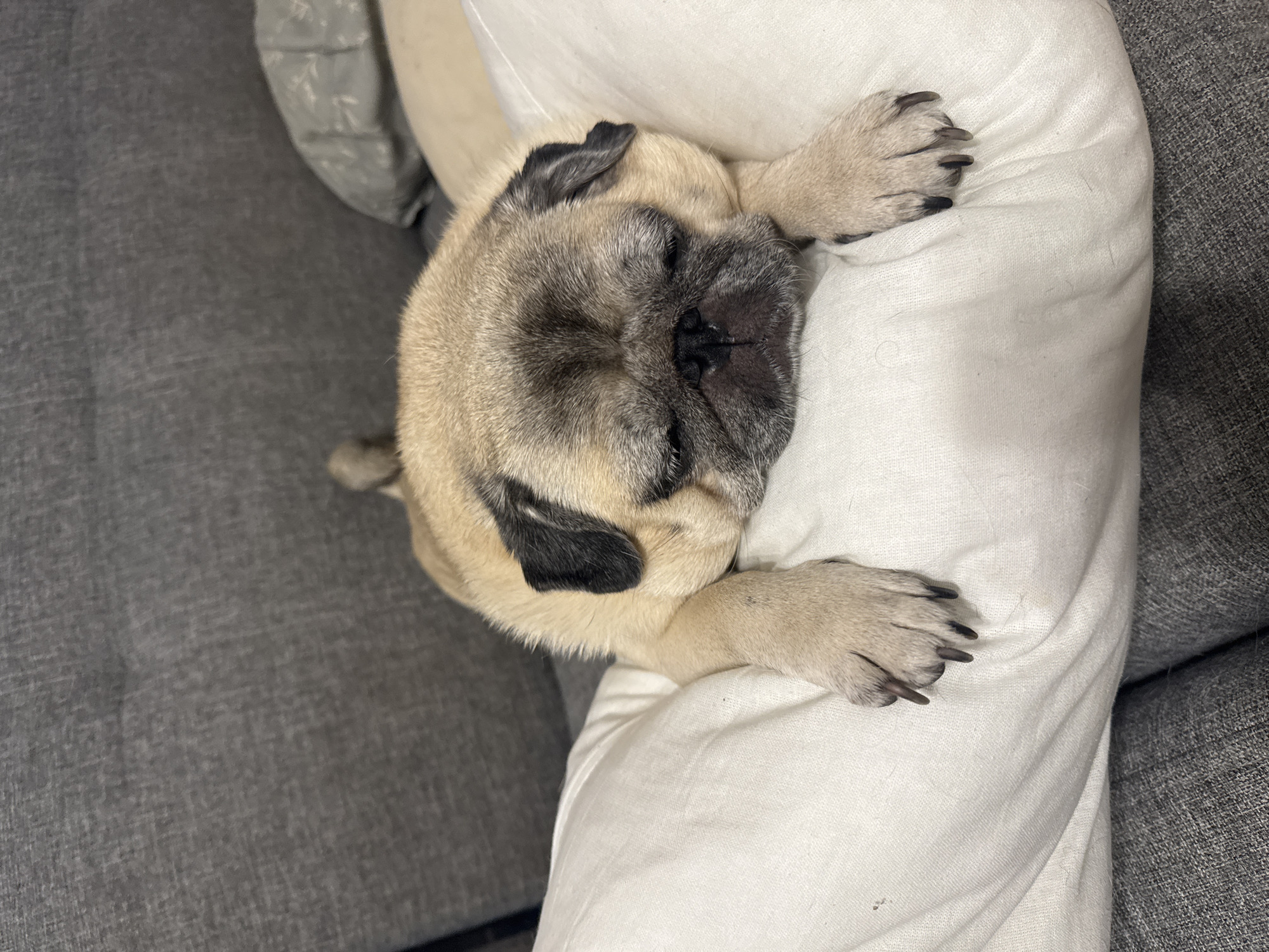 A pug dog is sleeping on a white pillow on a gray couch. The dog is fawn colored with black markings on its face and ears. Its eyes are closed, and its head is resting on the pillow. The couch is upholstered in a textured gray fabric. The background shows more of the couch and a pillow with a subtle pattern. The overall impression is one of domestic comfort. The image does not contain any information about the city of Bishkek, Kyrgyzstan.