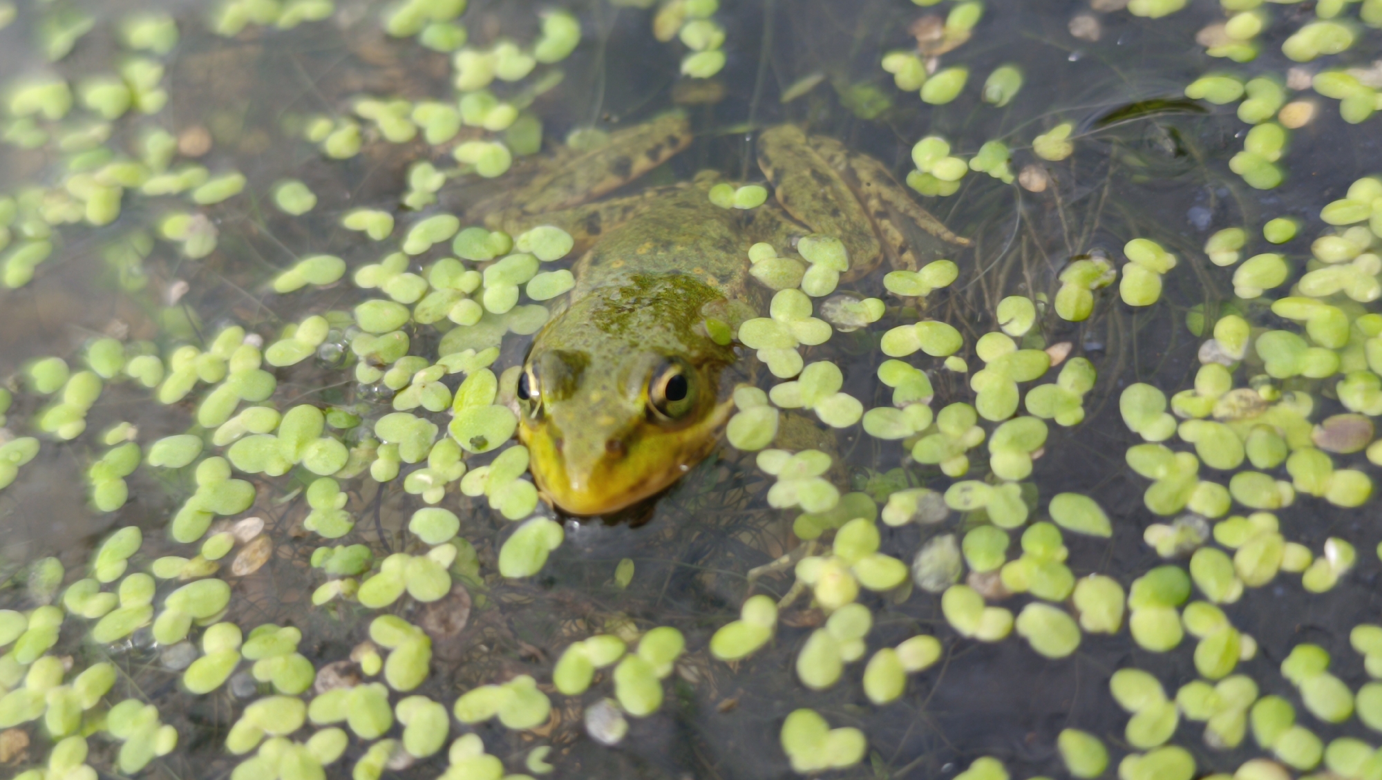 A green frog with yellow markings on its head is partially submerged in dark water, surrounded by numerous small, bright green duckweed plants. The frog's eyes are visible and appear to be looking forward. Its body is mostly covered by the water and duckweed, with only its head and forelimbs clearly visible. The background is dark and indistinct, suggesting a natural aquatic environment. The scene is likely a pond or slow-moving body of water within a natural or park area.