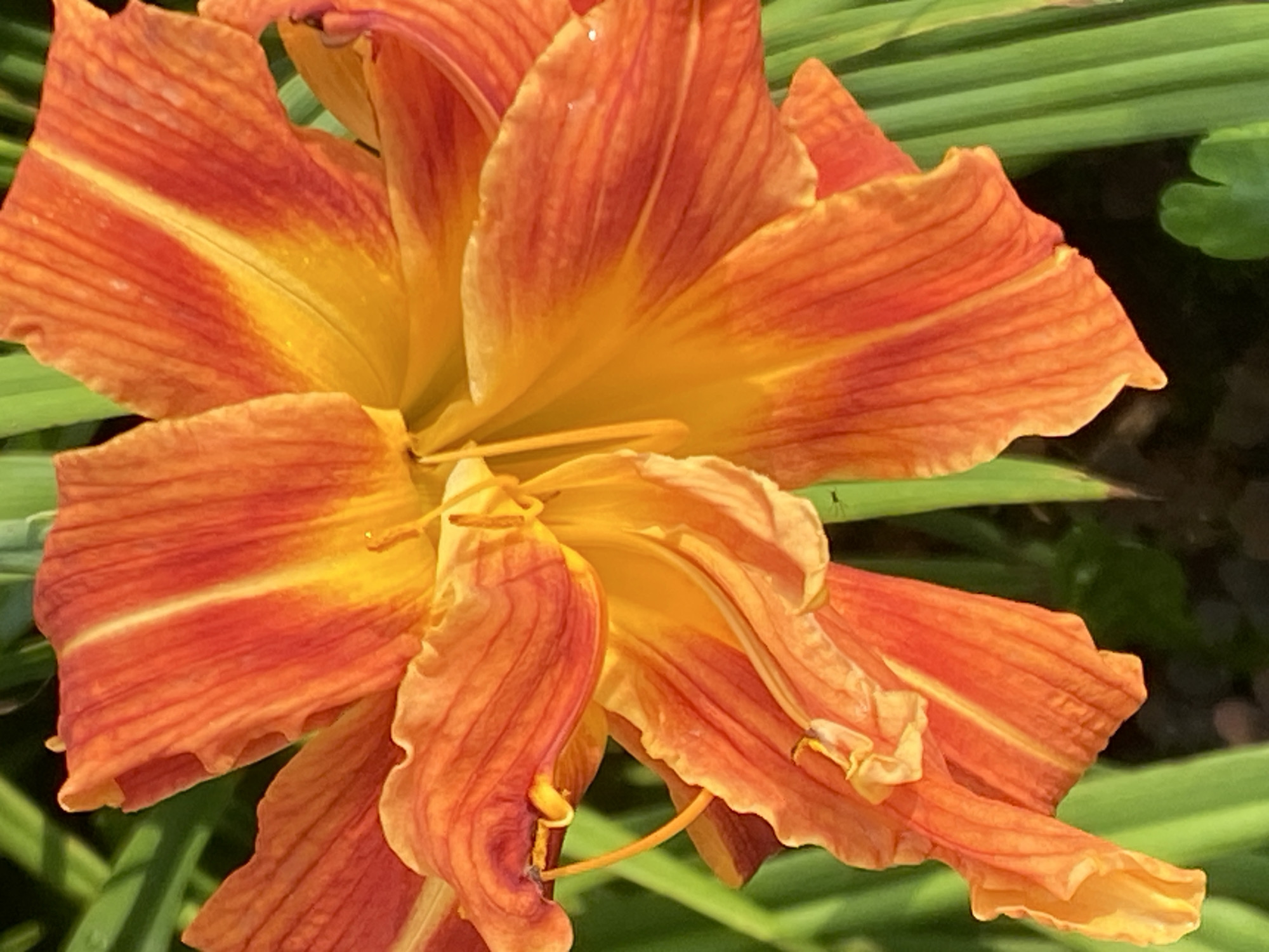 An extreme close-up of an orange and yellow daylily flower with green foliage in the background. The flower's petals are ruffled and have a ribbed texture. The image is a photograph taken outdoors in natural light. The location is not specified within the image, and therefore, it cannot be determined to be in Novokuznetsk, Russia.