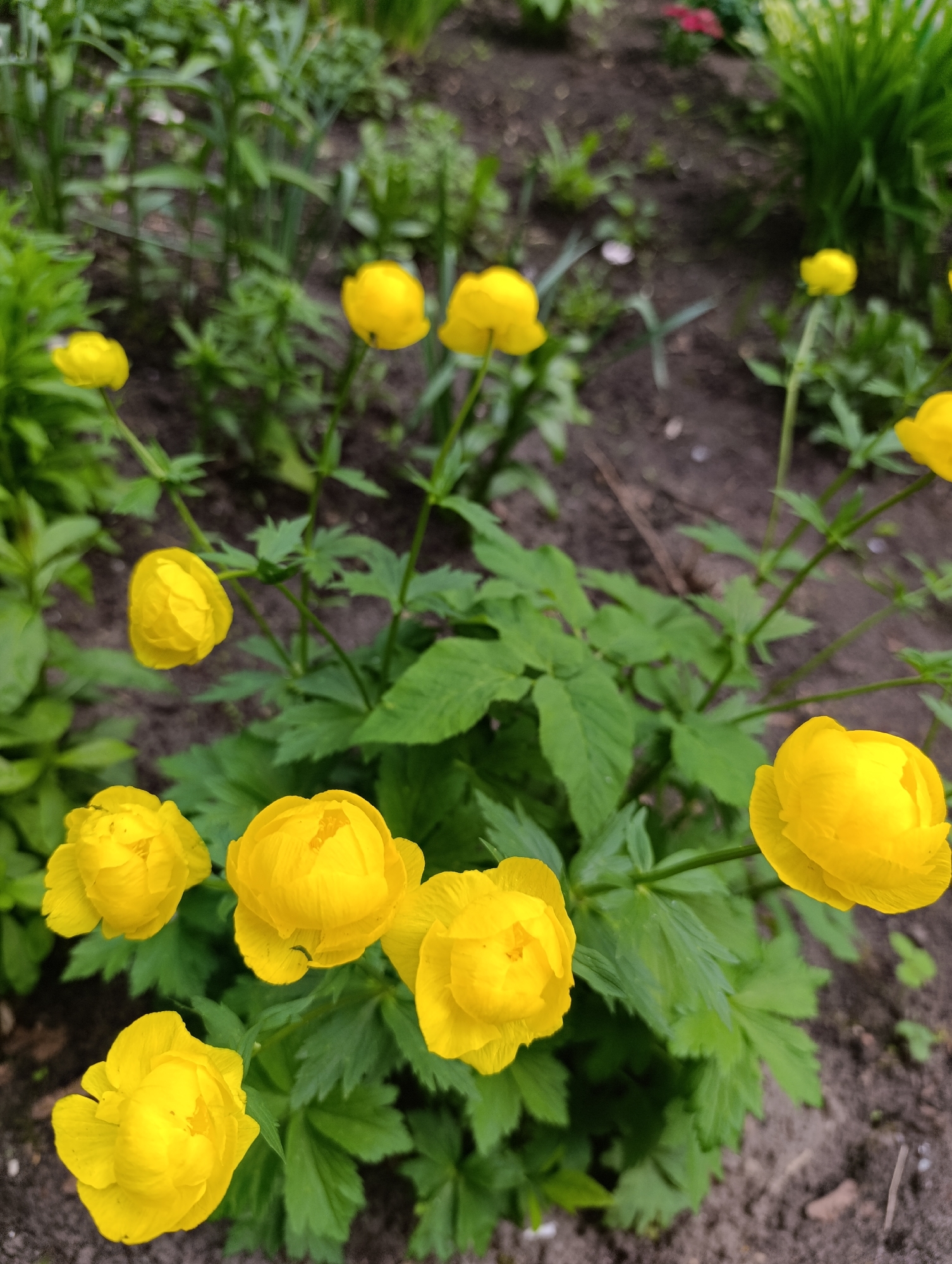 The image shows a close-up view of yellow globe flowers (Trollius europaeus) growing in a garden. The flowers are the dominant subject, with their round, globe-like shape and bright yellow color. The green foliage of the plants is visible around the flowers, providing a background. The ground is dark and appears to be soil. Other plants are visible in the background, partially out of focus. The location is Unknown, Unknown, as it is not specified in the image.