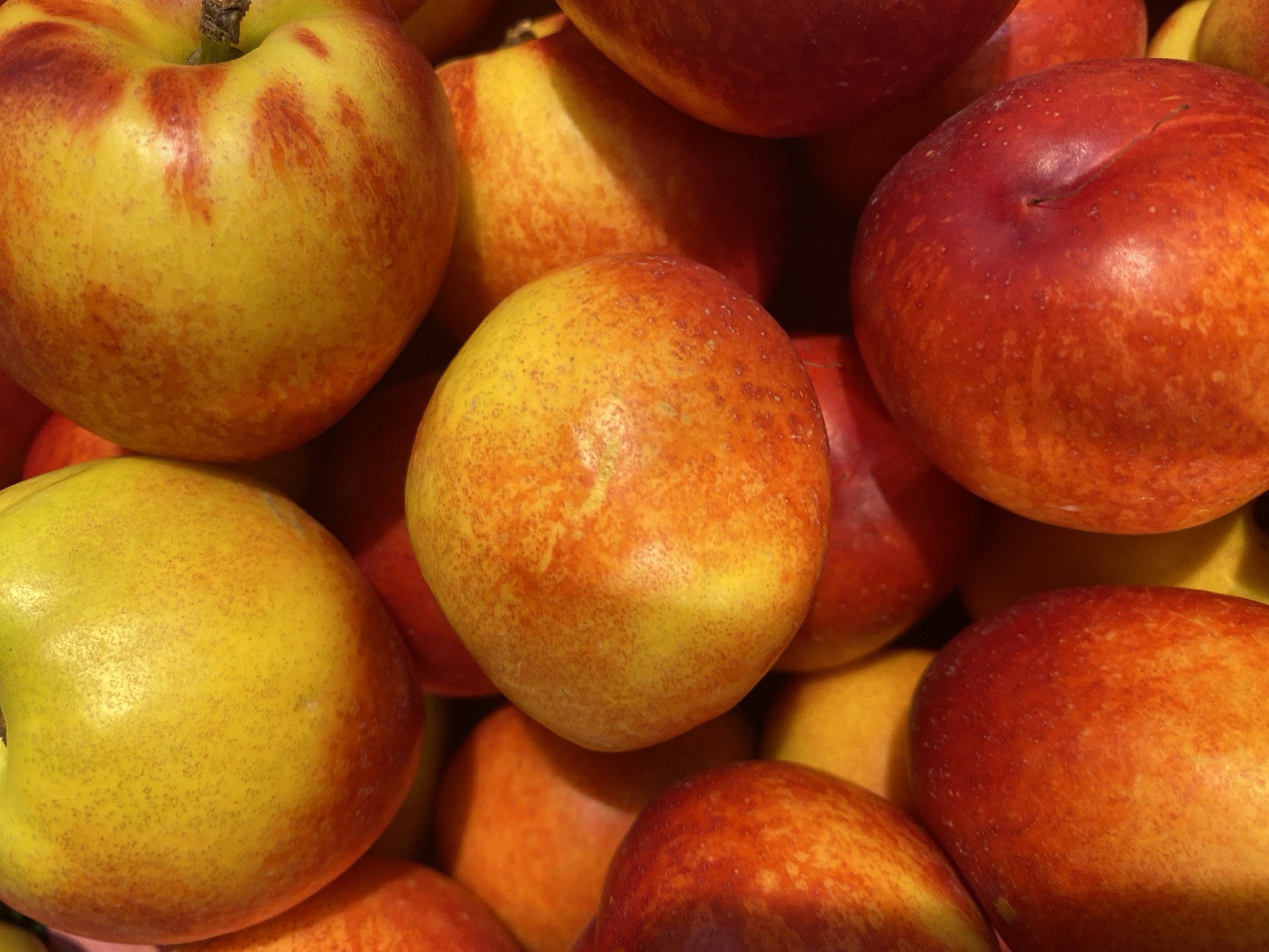 The image provides a close-up, top-down view of a vibrant pile of fresh, ripe nectarines or smooth-skinned peaches. The fruits are densely packed, filling the entire frame and creating a sense of abundance.
Each fruit exhibits a beautiful and varied coloration, transitioning from bright yellow and golden orange to deep red and crimson. Many of the fruits show a yellow or golden base color with significant red blushing and streaking across their smooth skin. For example, the prominent fruit in the upper left features distinct red marbling over a yellow background and retains a small, dark brown stem. Other fruits, particularly those on the right side and towards the bottom, display a more uniform and intense red-orange hue. Small, dark speckles, likely lenticels, are visible on the skin of many fruits, indicating their natural texture.
There are no people or specific activities taking place within the frame; the image focuses solely on the arrangement of the produce. The fruits appear freshly picked or displayed for sale, possibly in a market or a storage bin. The lighting is bright and even, highlighting the rich, warm colors of the nectarines and casting subtle shadows that emphasize their round forms. No specific time of day or external weather conditions can be determined. There is no visible text or explicit location cues within the image, though the provided context places the scene in Noviy, Russia. The overall impression is one of fresh, ripe, and appealing fruit.