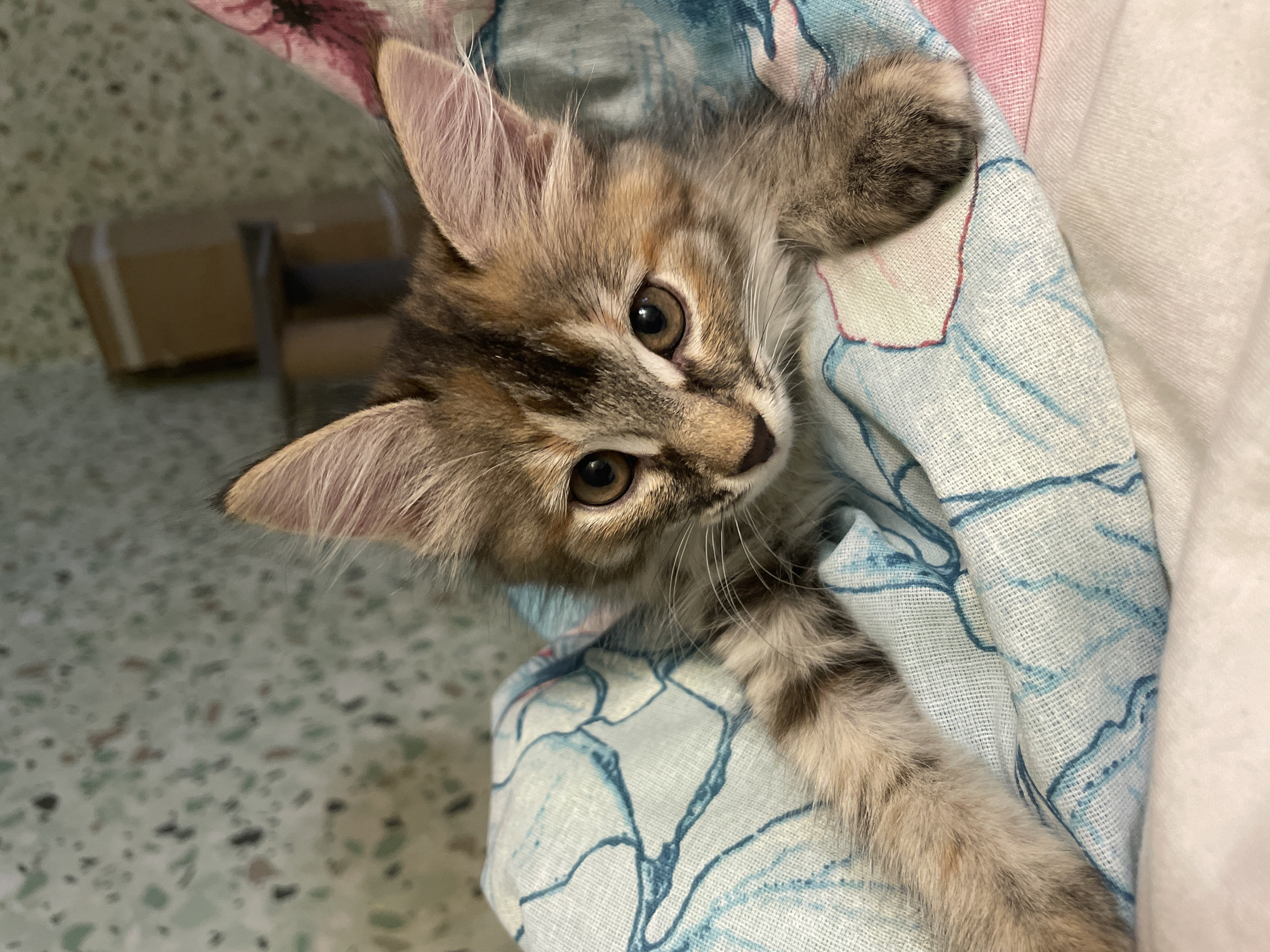 A close-up, eye-level shot shows a fluffy, tabby kitten nestled into a light blue and white patterned blanket with pink accents. The kitten's head is tilted slightly, with large, pointed ears and bright amber eyes that gaze directly at the camera. Its fur is a mix of brown, black, and tan stripes, with lighter fur around its face and chest. One of its front paws is extended forward onto the blanket, while the other is tucked underneath. The background is blurred, but appears to be a wall with a speckled pattern and a shelf with some objects. The overall impression is one of a cozy and contented kitten.