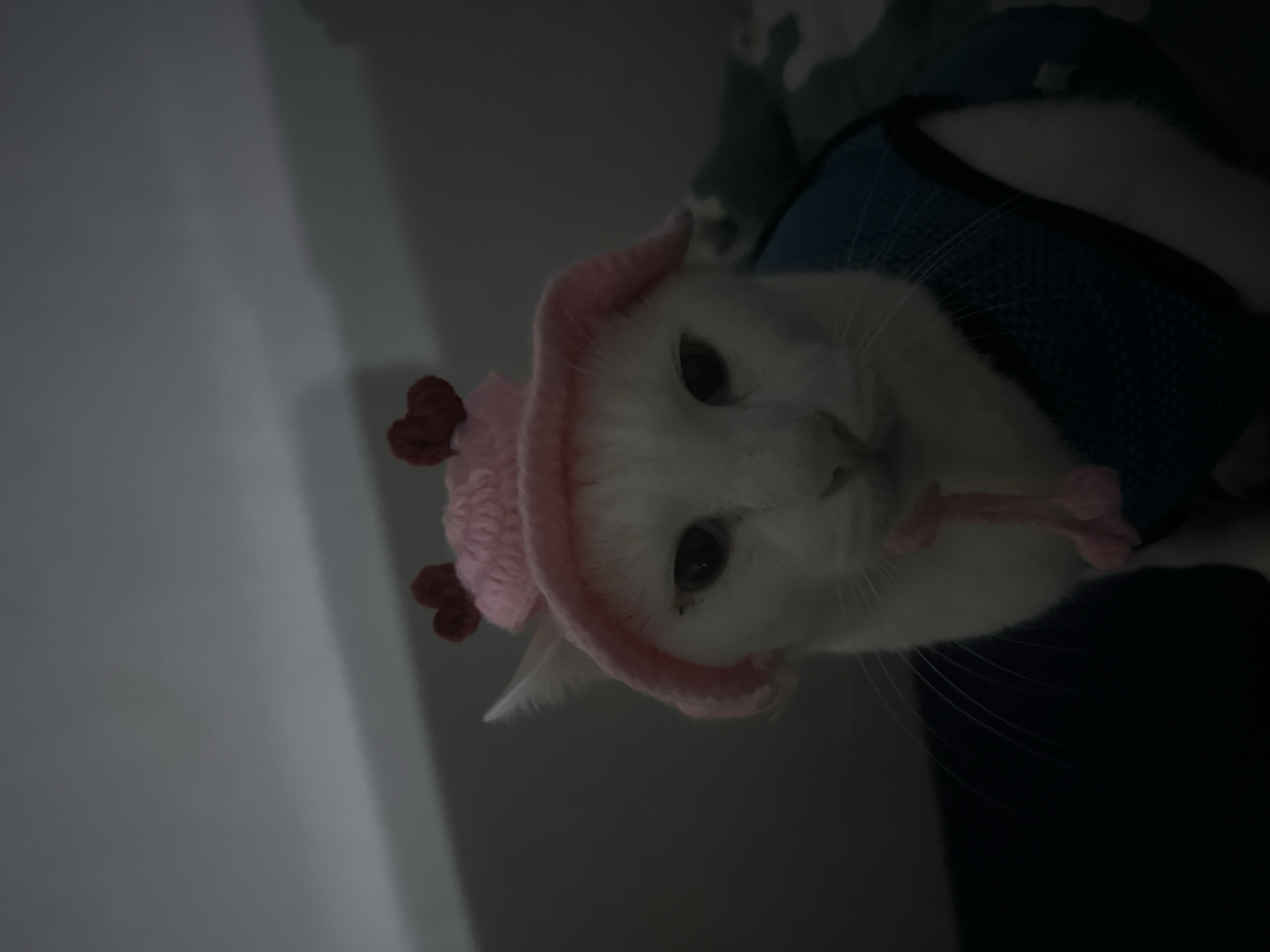 A white cat wearing a pink crocheted hat with small brown hearts attached to the top edges, and a blue harness, is looking directly at the camera. The background is out of focus, with a light gray wall on the left and darker tones on the right. The scene appears to be indoors. Location cannot be determined from this image.
