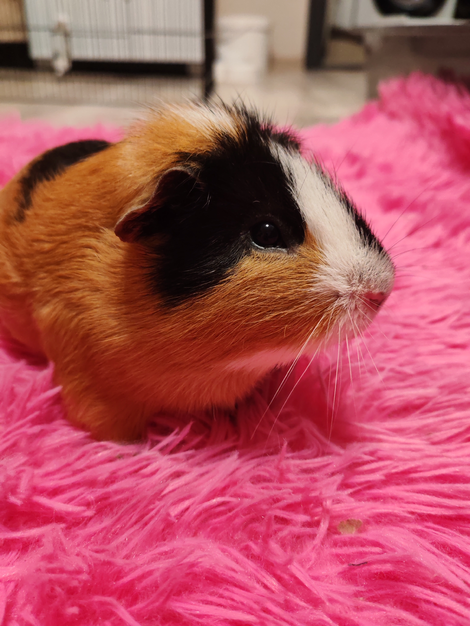 The image shows a close-up of a guinea pig with orange, black, and white fur. It is lying on a fluffy pink surface. The background is blurred, but appears to be indoors with some cage-like structures visible. There is no indication of the location being Tomsk, Russia, or any other specific city.