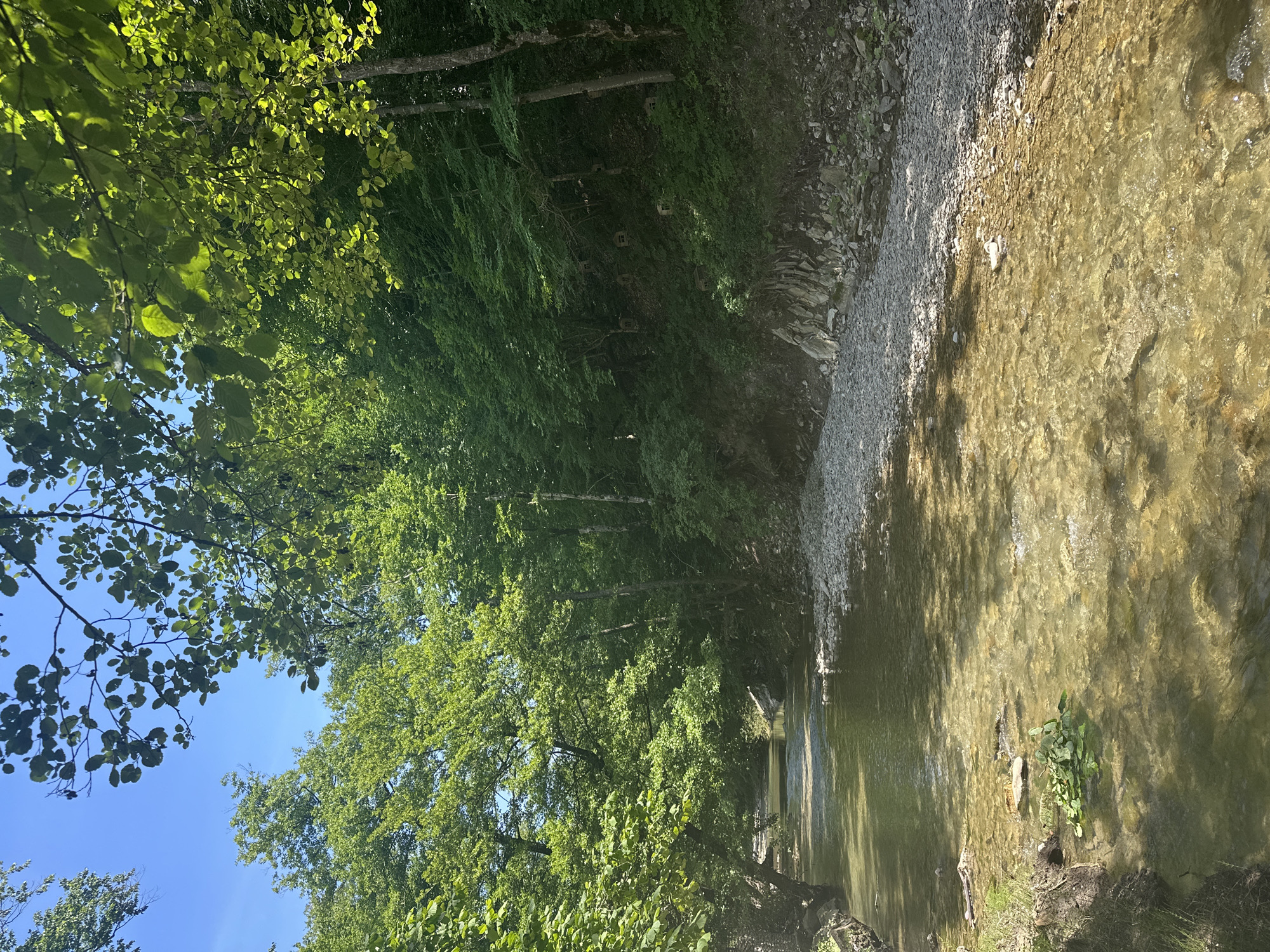 The image depicts a clear, shallow river flowing through a dense, green forest. Sunlight filters through the leaves, creating dappled shadows on the water and the rocky riverbed. The riverbanks are lined with smooth, grey stones and lush vegetation. In the background, the forest canopy extends upwards, with tall trees and a clear blue sky visible in some areas. The scene appears to be a natural, serene environment, characteristic of a location like Shirokaya Schel, Russia, known for its picturesque natural landscapes. There are no people or discernible man-made structures visible in the immediate vicinity of the river. The overall impression is one of tranquility and untouched nature.