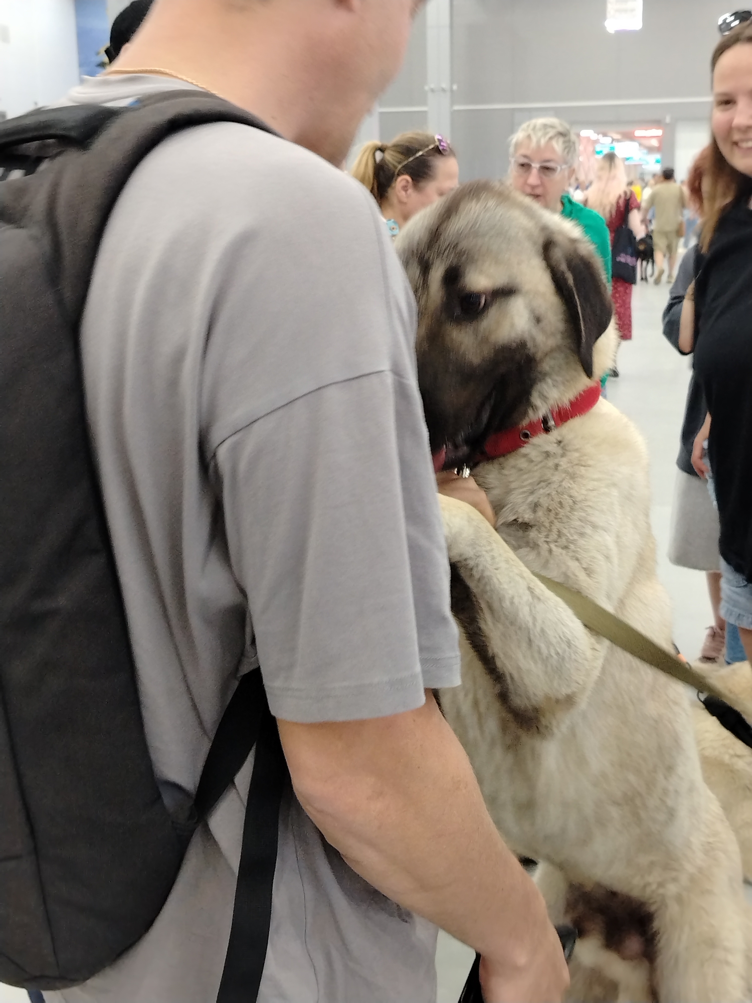 In the city of Zelenaya Roshcha, Russia, at an indoor event, a large, tan-colored dog with a red collar stands on its hind legs, leaning against a person wearing a grey t-shirt and a black backpack. The dog's front paws are on the person's shoulder and chest, and it appears to be nuzzling the person's face. The dog has dark markings around its eyes and muzzle. In the background, several other people are visible, including a woman with blonde hair wearing glasses and a green jacket, and another woman with blonde hair wearing a pink top. The environment is indoors, with bright, diffused lighting and a light-colored floor. The overall scene suggests a moment of affectionate interaction between the dog and its handler.