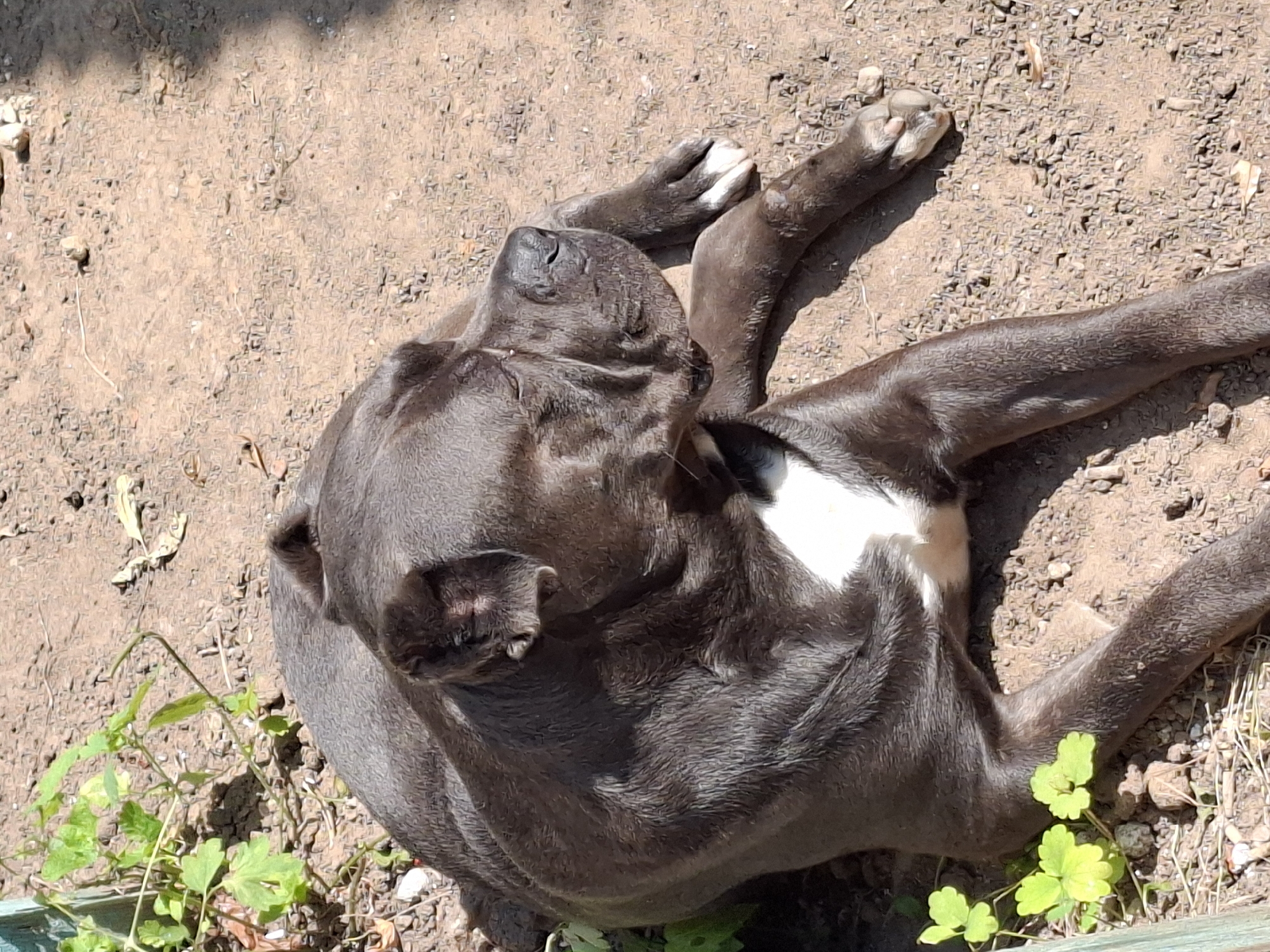 A dark-colored dog with a white chest patch rests on the dry, dirt ground. The dog's eyes are closed, and its head is turned to the right. Its front paws are crossed in front of its body. Green plants are visible to the left of the dog, and a shadow falls across the ground to the right. The scene appears to be outdoors in a sunny location.