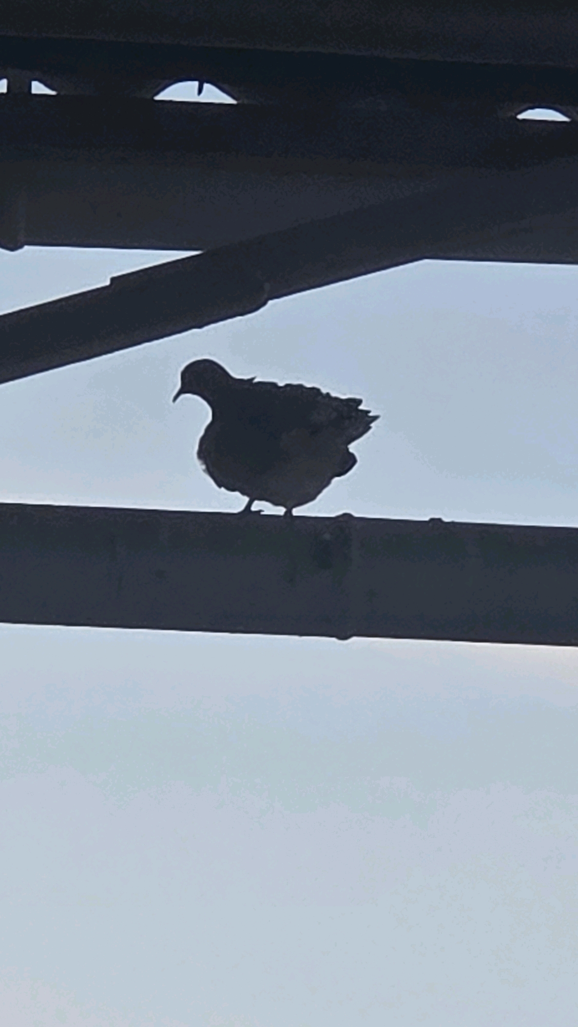 A silhouette of a bird is perched on a horizontal beam against a light blue sky. The bird is dark and appears to be a pigeon or dove, with its body facing towards the right and its head turned slightly to the left. The bird's feathers are ruffled, and its feet are visible gripping the beam. Above the bird, there are dark, angled structures, possibly part of a roof or scaffolding, with gaps that allow portions of the sky to show through. The lighting suggests it is daytime, with the sun likely behind the viewer, creating the silhouetted effect. The scene is devoid of any human presence or identifiable landmarks related to the city of Chuy, Kyrgyzstan, as the image focuses solely on the bird and its immediate surroundings.