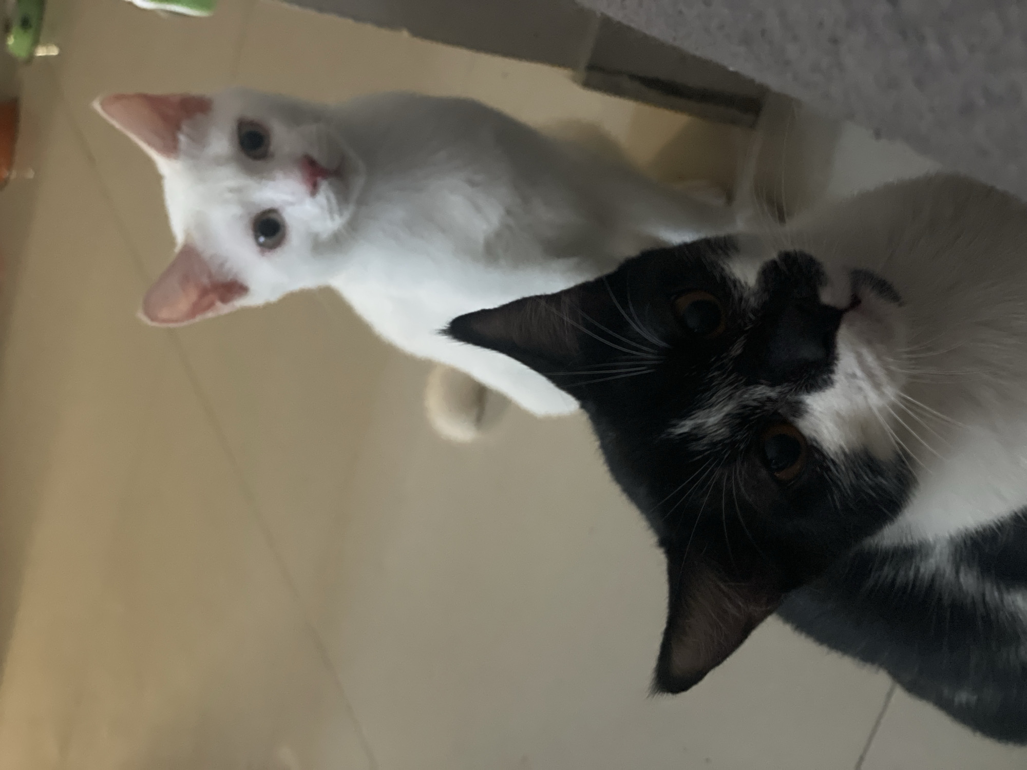 Two cats are the primary subjects of the image. One is predominantly white with pink-tinged ears and a pink nose. The other cat has a black and white coat. They are both looking up toward the camera. The environment appears to be an indoor setting, possibly a home. The floor is a light color. Given the lack of contextual clues, it's impossible to ascertain whether the image was taken in Denpasar, Indonesia.
