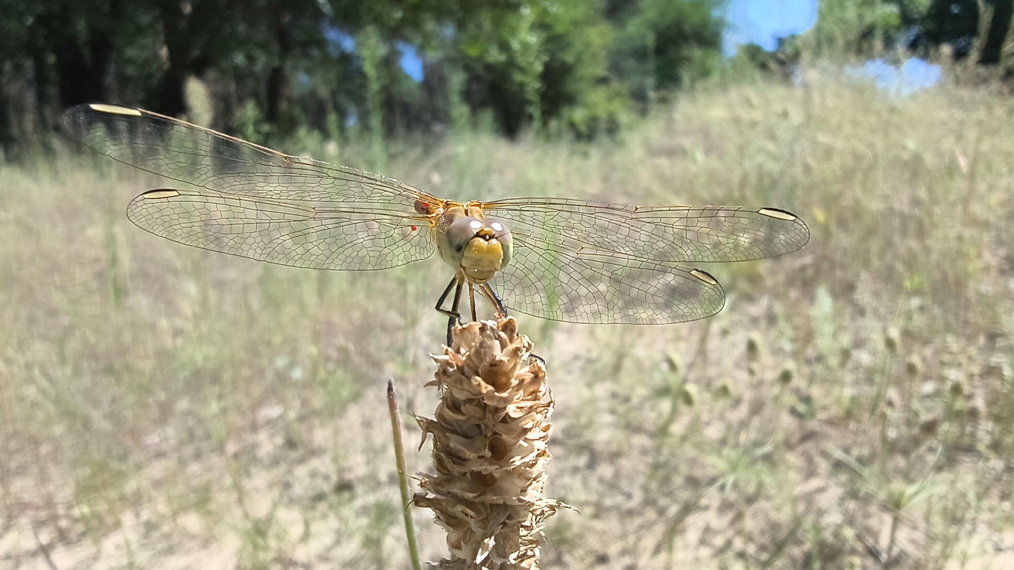 A close-up, eye-level, medium shot captures a dragonfly perched on a dried plant stalk. The dragonfly, primarily yellow and green, faces forward with its large, compound eyes prominent. Its translucent wings, detailed with a network of veins, are spread wide. The background consists of dry, beige grasses and foliage, with blurred green trees and a bright blue sky visible in the distance. The image appears to be taken outdoors in a natural, grassy environment. There are no people or buildings visible in the scene.