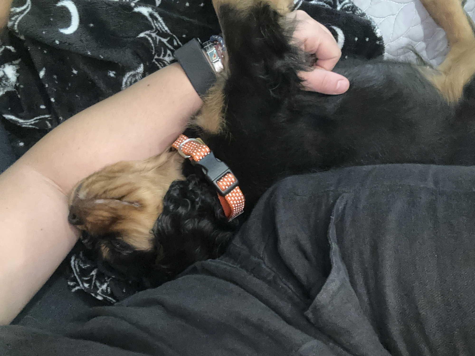 A tan and black puppy wearing an orange and white polka dot collar is sleeping on a person's chest. The person is wearing a black shirt, and a black smartwatch and other bracelets are visible on their wrist. The puppy is lying on a black blanket with white moon and star patterns. The background includes a quilted blanket.