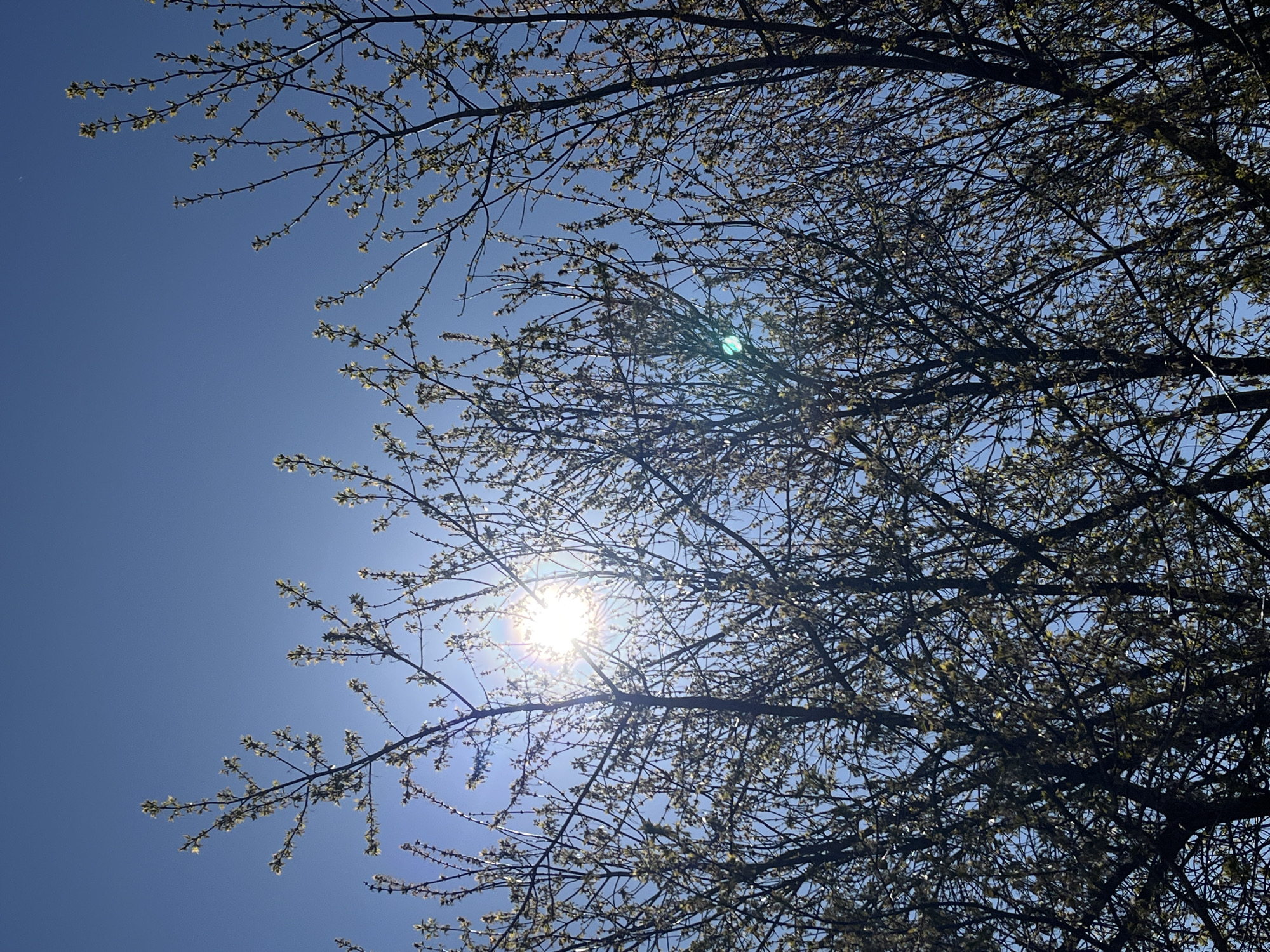 The image is an upward view through the bare branches of a tree against a bright blue sky. The sun shines through the branches, creating a lens flare effect. Small buds are visible on the branches, suggesting early spring. The specific location within the city of Фоки, Russia, is not discernible from the image.