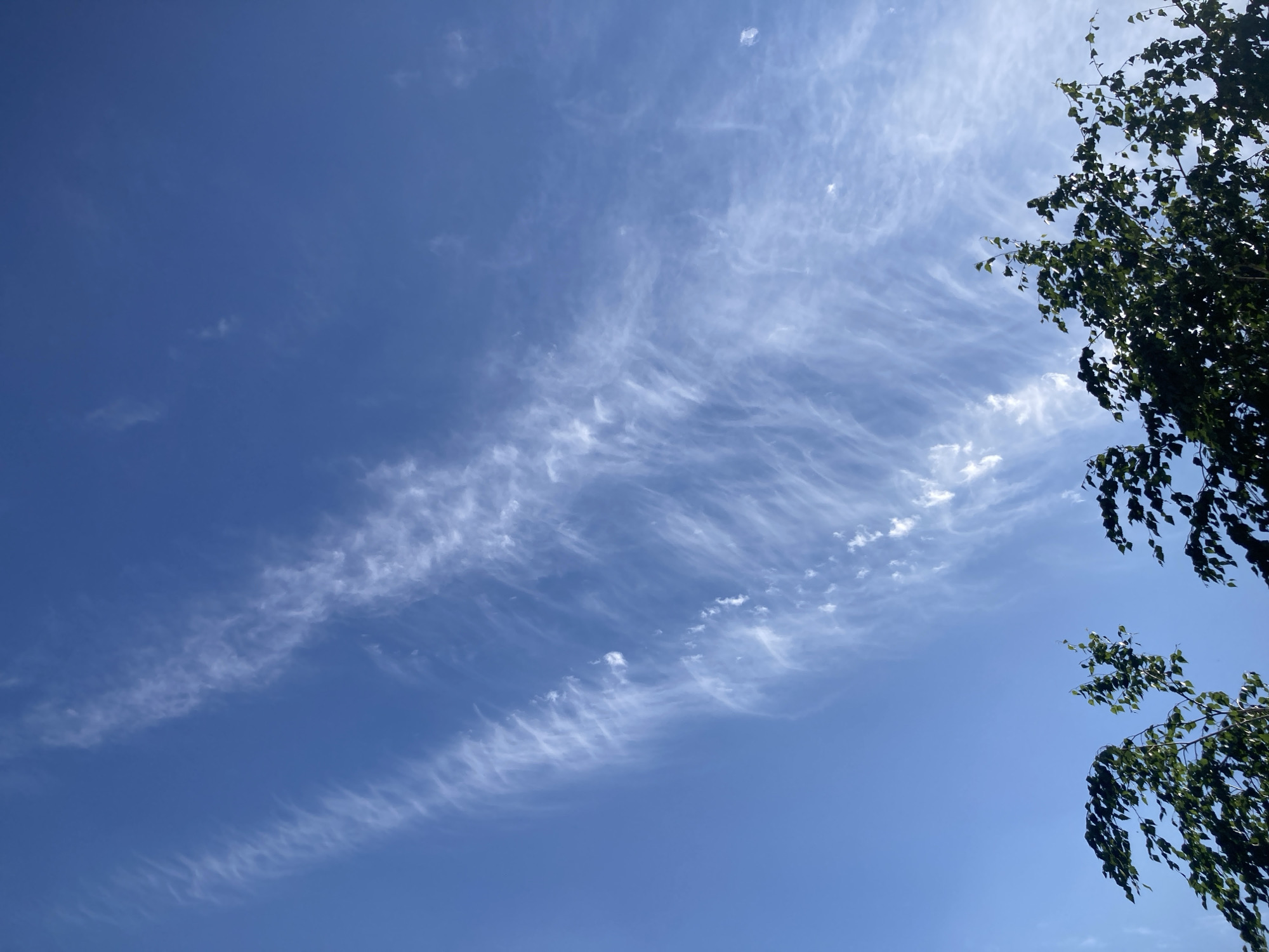The image depicts a clear blue sky with wispy, white cirrus clouds streaking across it. The clouds appear thin and elongated, suggesting high-altitude winds. In the upper right and lower right portions of the frame, the dark green foliage of trees with thin branches extends into the sky, partially obscuring the view. The sunlight is bright, casting a warm glow on the scene. The location is identified as Rakity, Russia. No people or specific actions are visible.