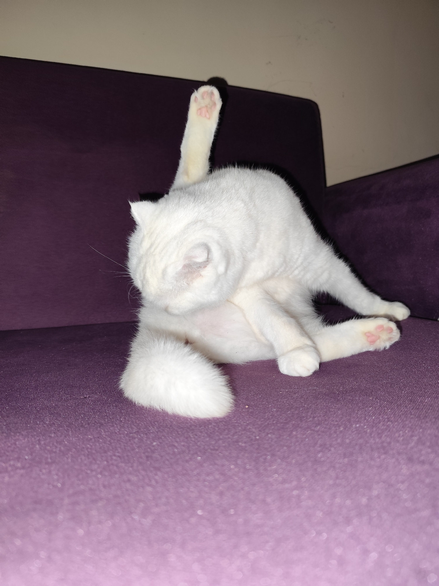 A white cat is grooming itself on a purple couch. The cat is bent over, licking its belly. One hind leg is raised straight up in the air, displaying its pink paw pads. The scene is indoors. The location, Sarıyer, Turkey, cannot be inferred from the image.